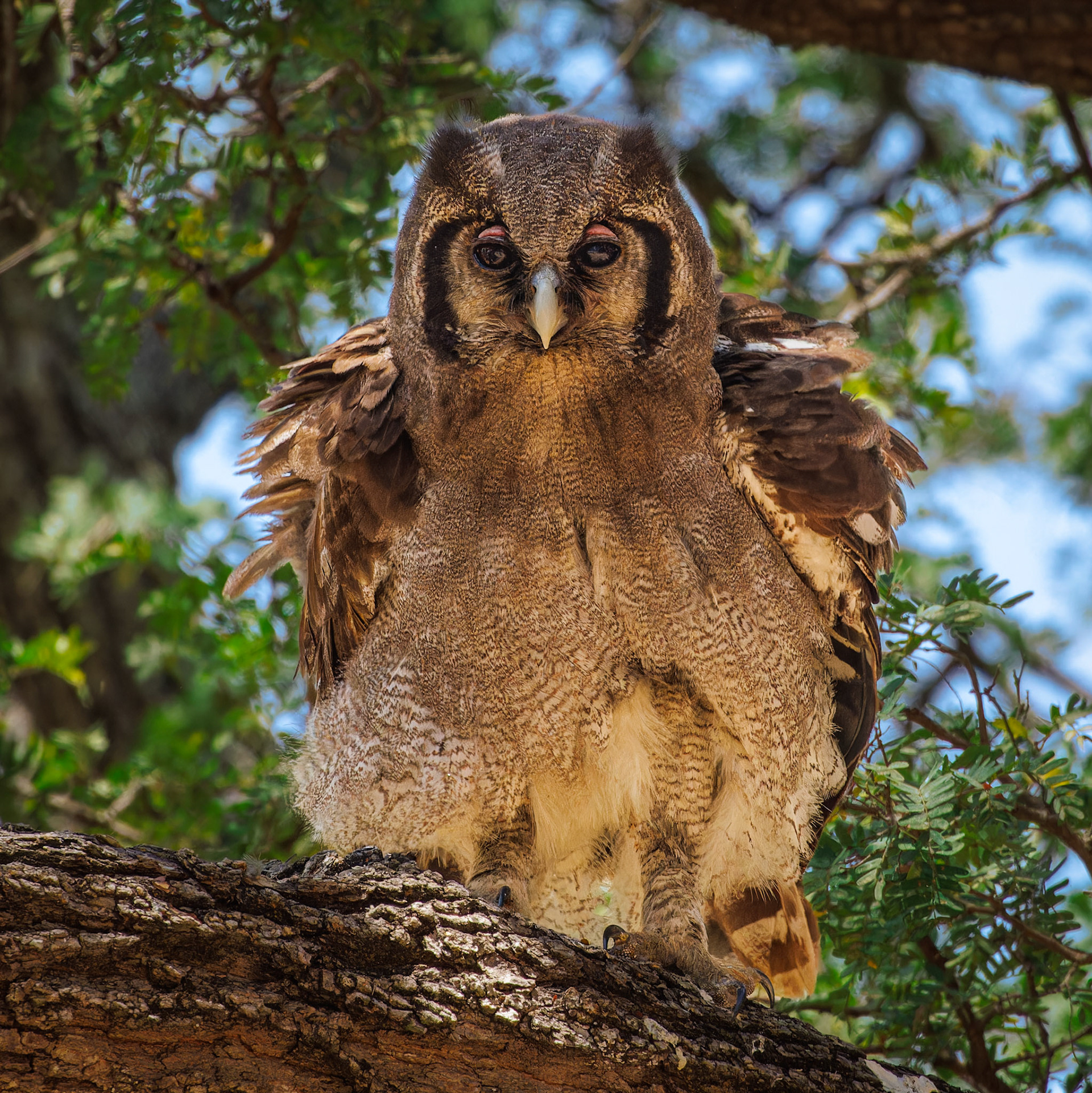 Verreaux’s Eagle-Owl