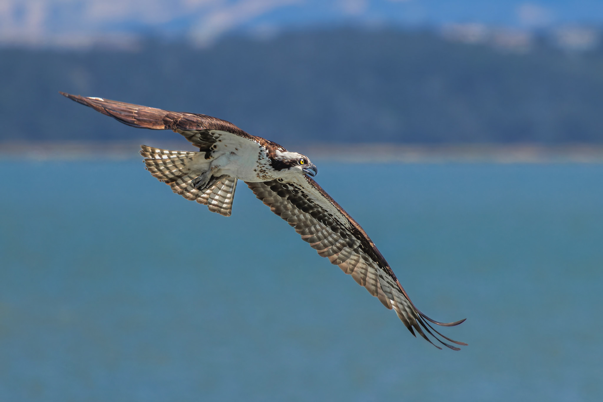 Osprey