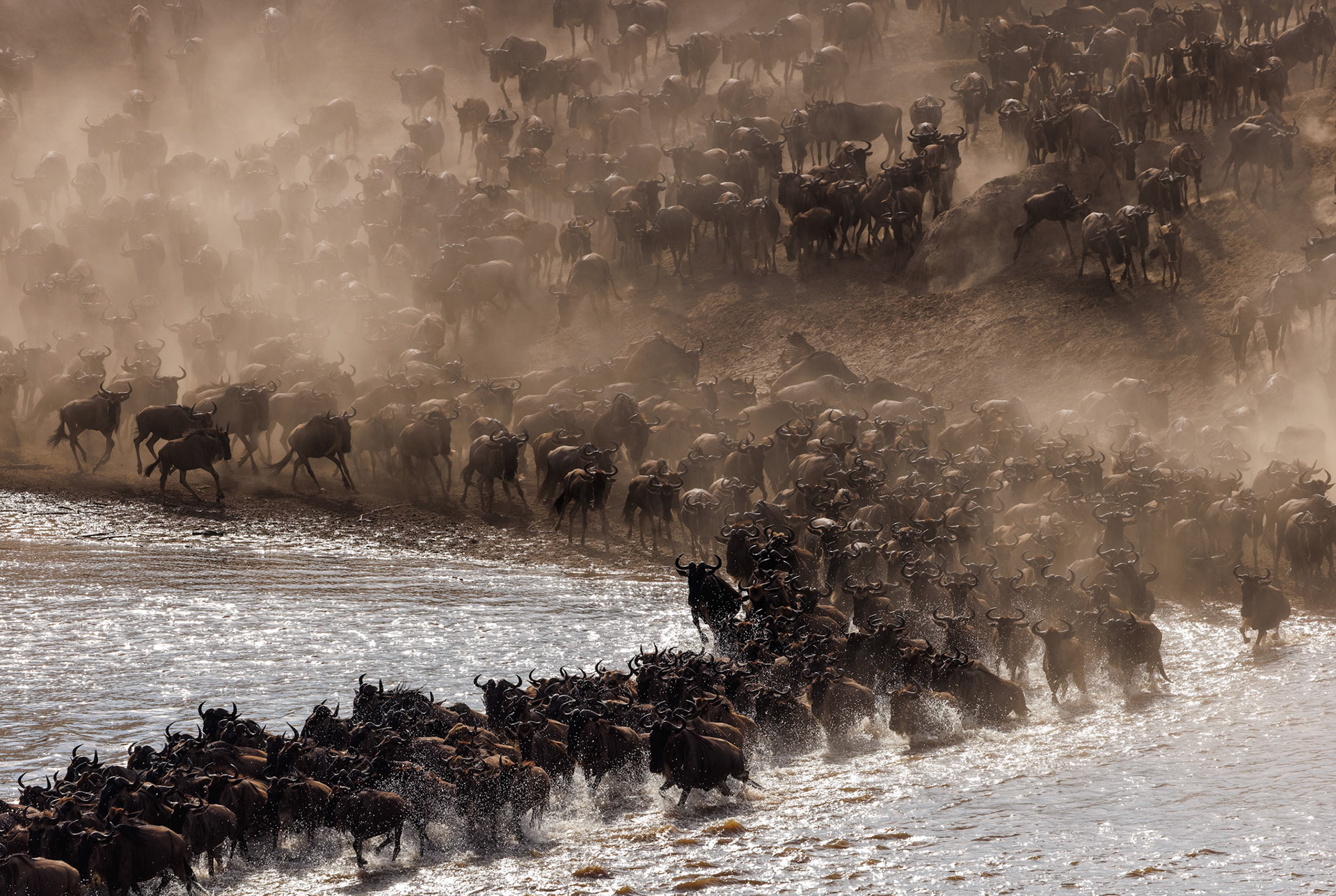 Wildebeest river crossing Sept 5