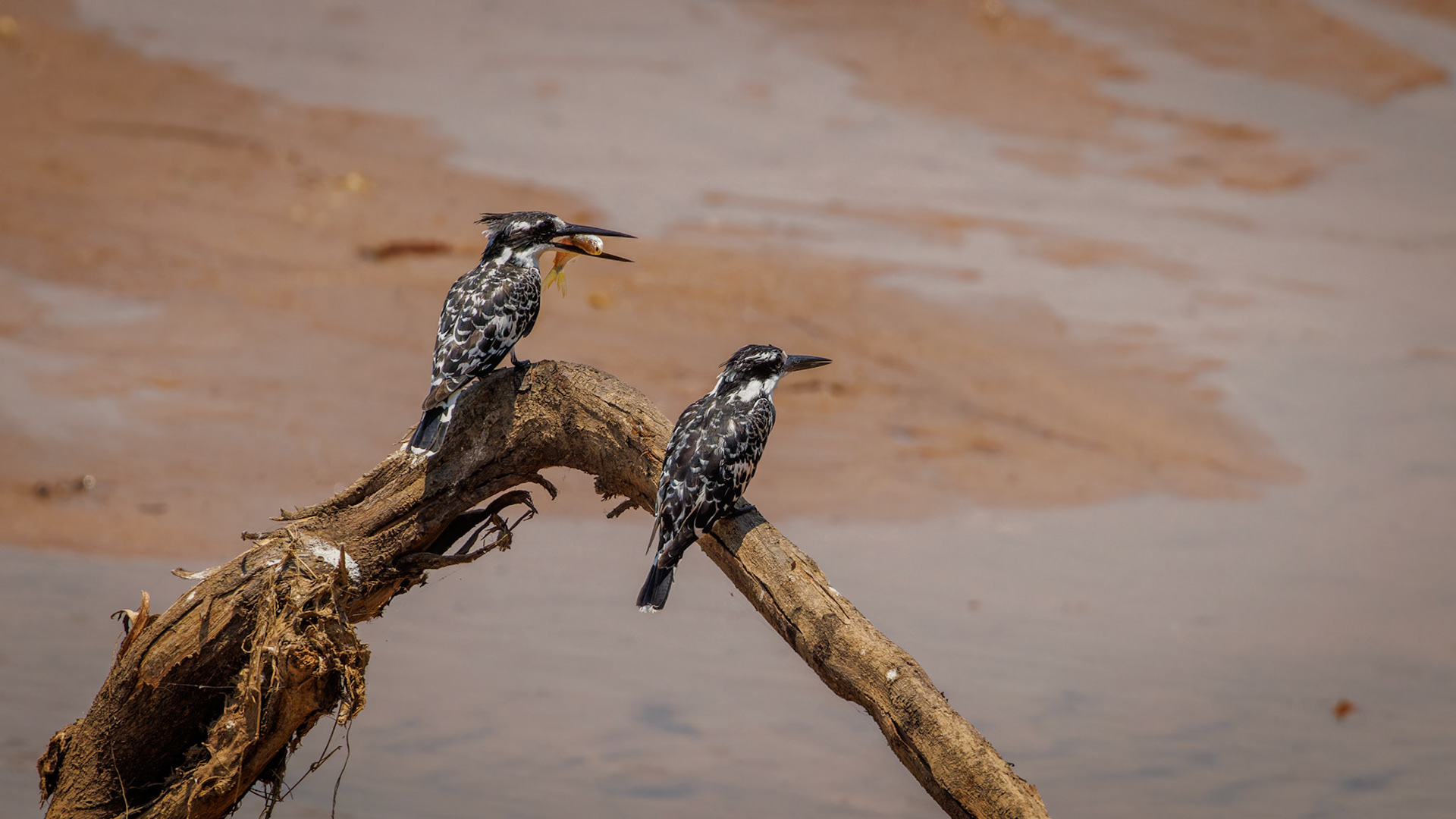 Pied Kingfisher pair with fish