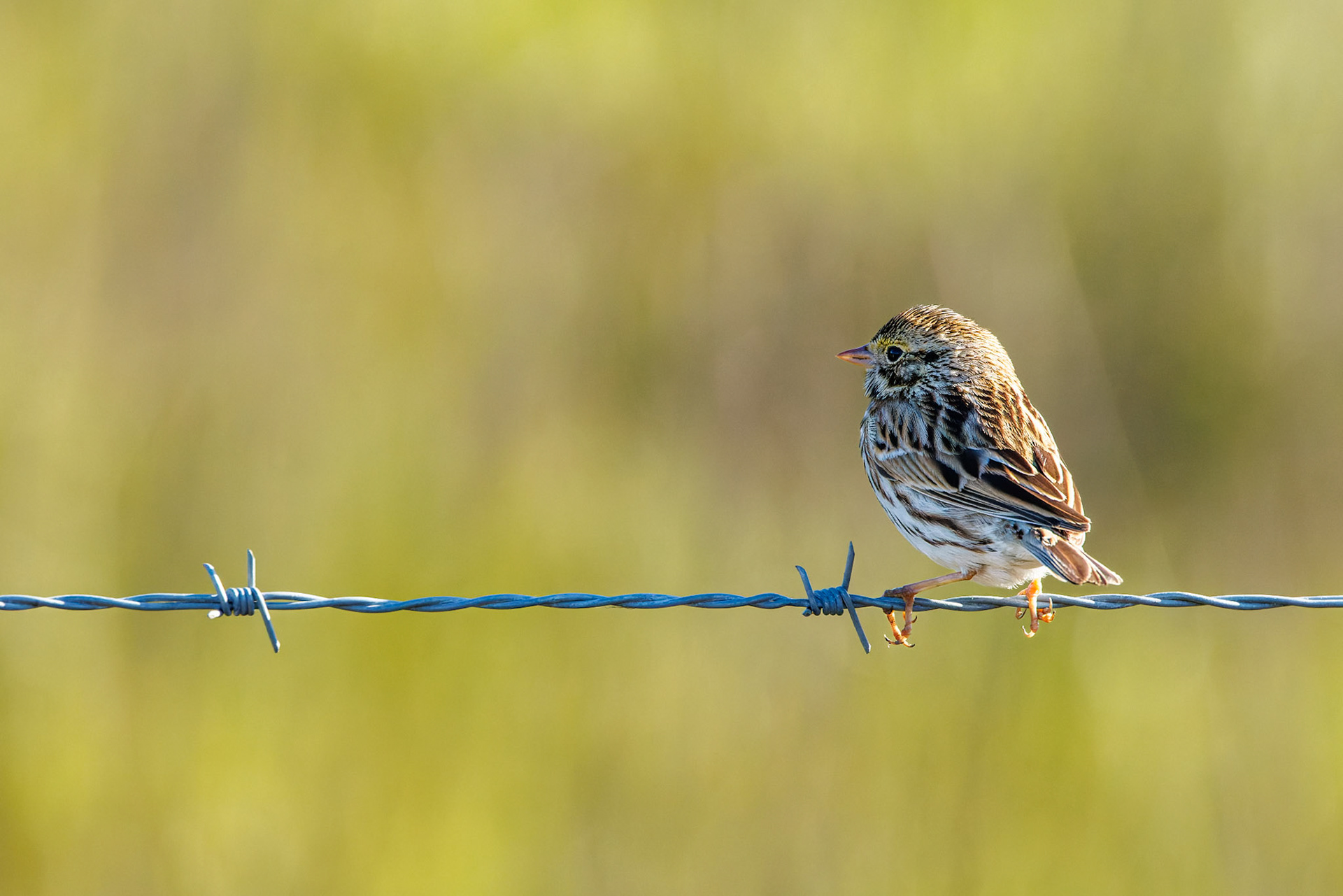 Savannah Sparrow