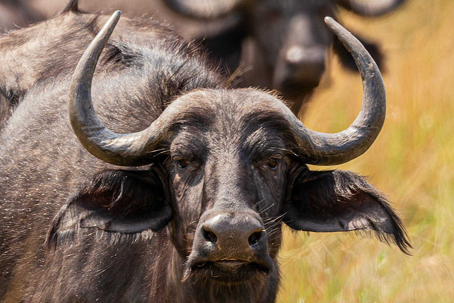 Cape Buffalo