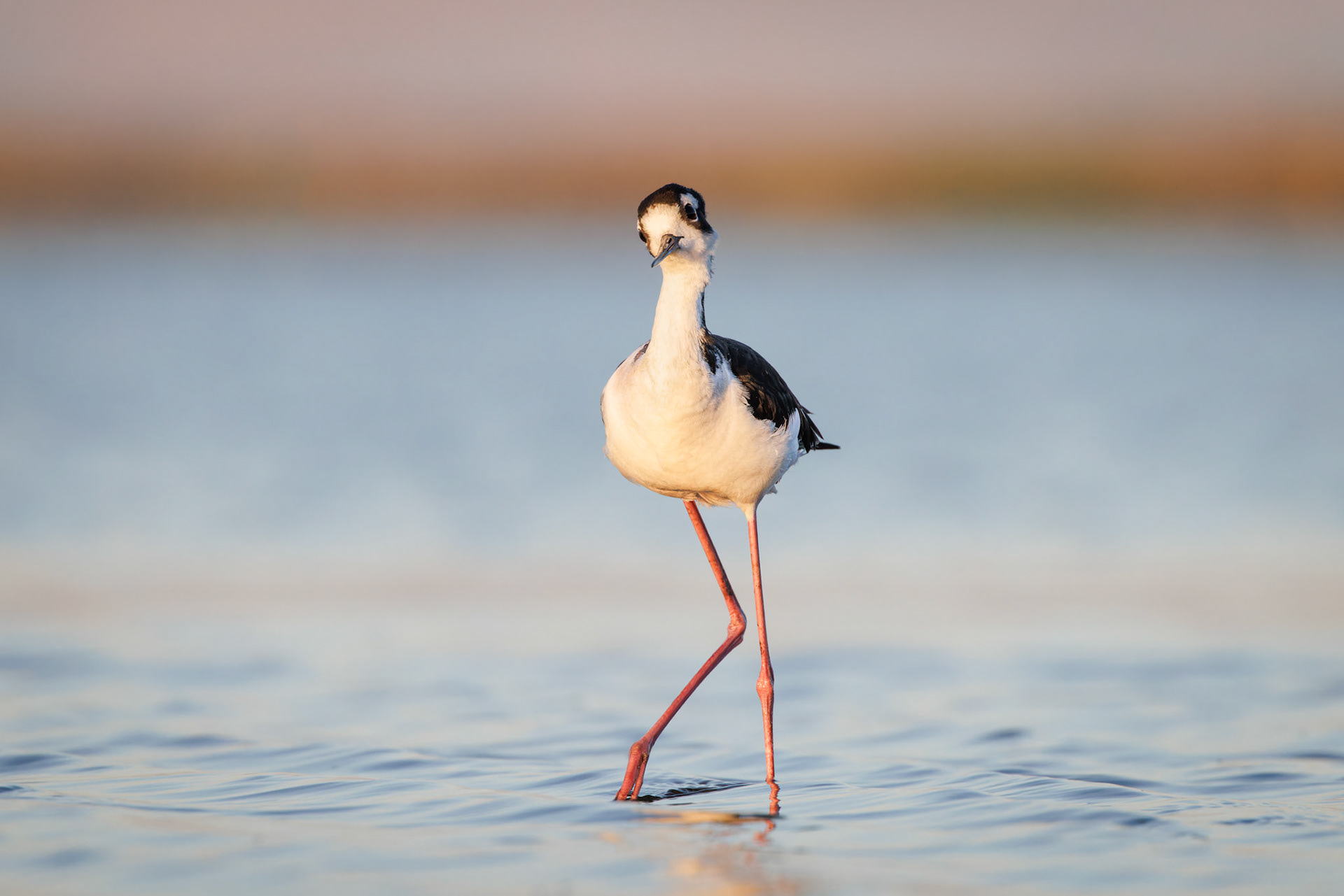 Black-necked Stilt posing