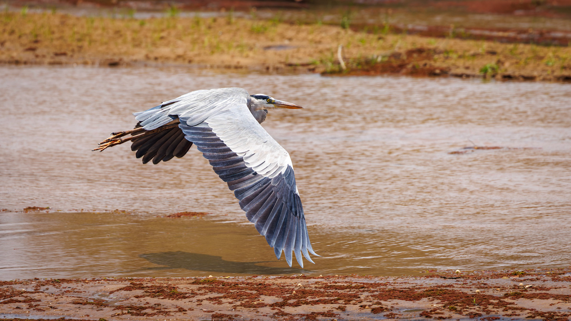 Grey Heron