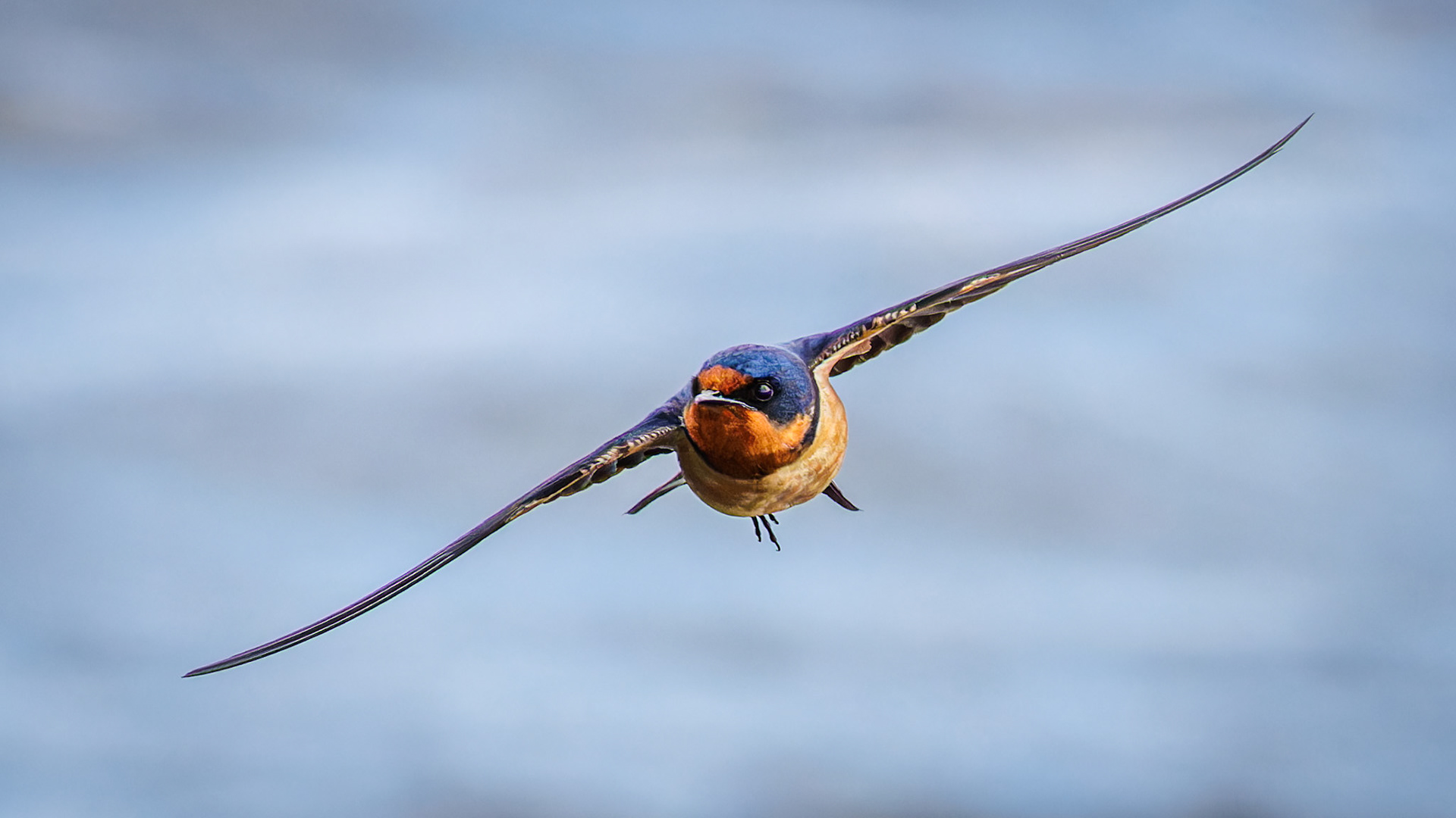 Barn Swallow
