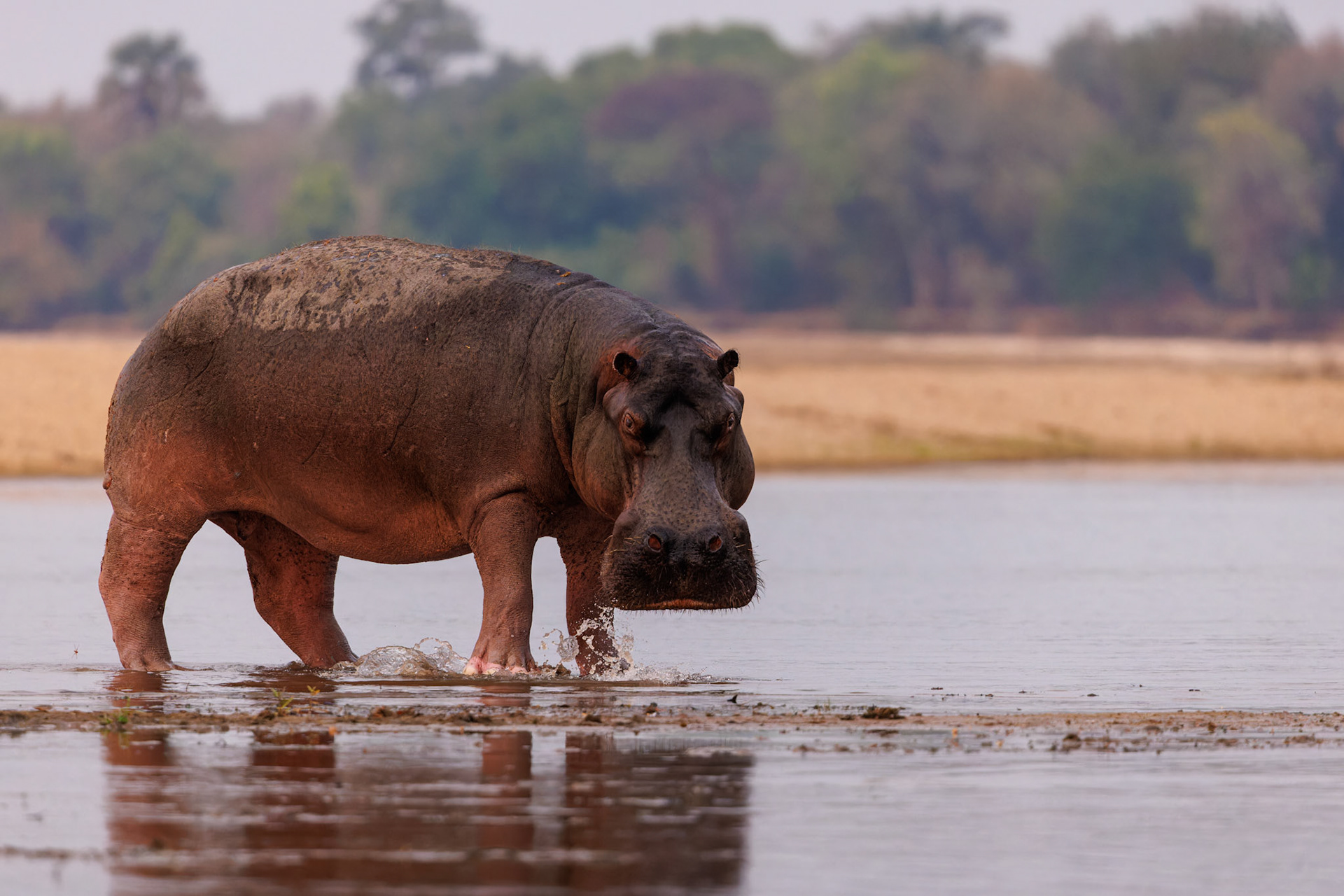 Hippo