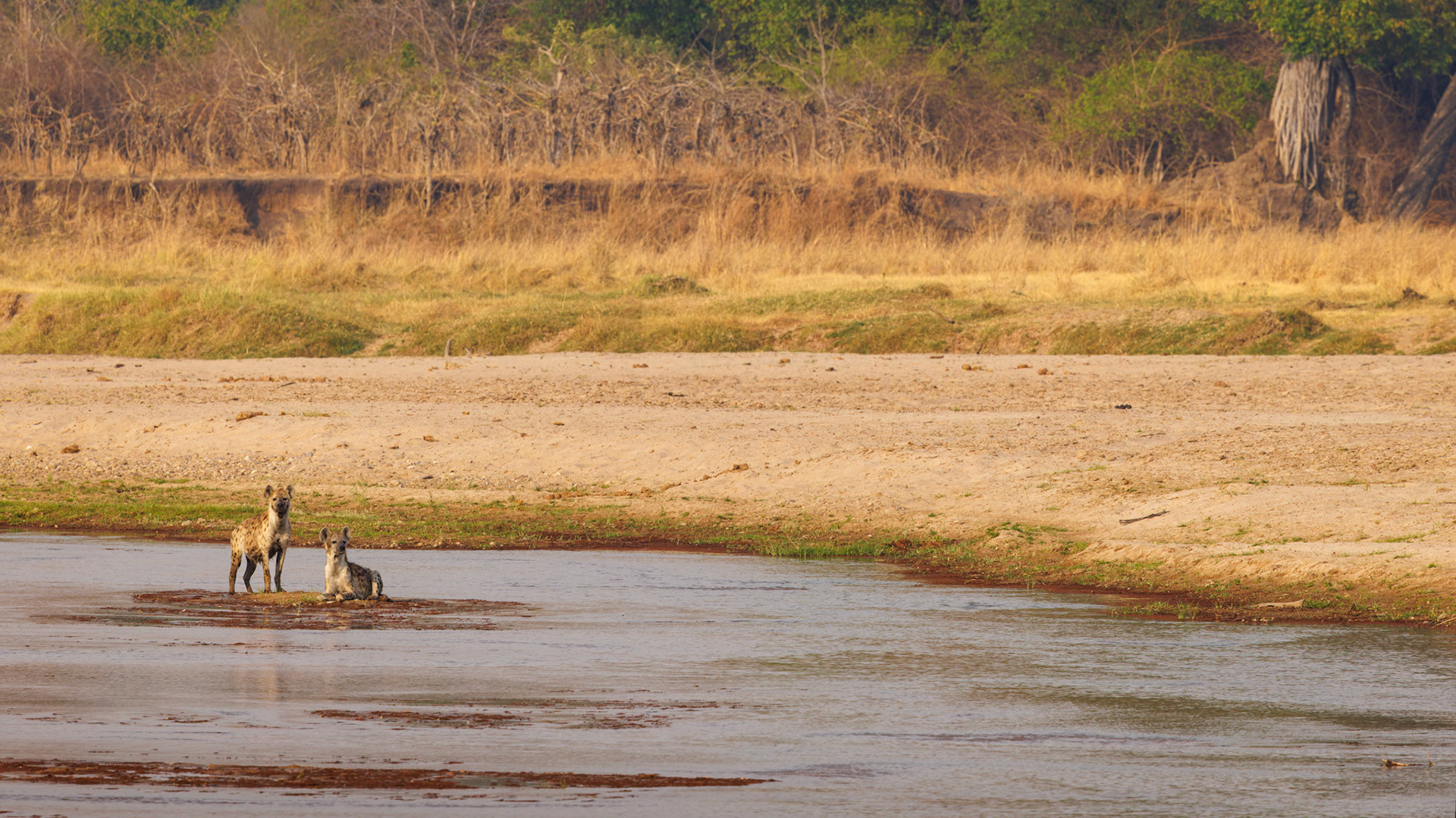 Spotted Hyenas in Mwaleshi River