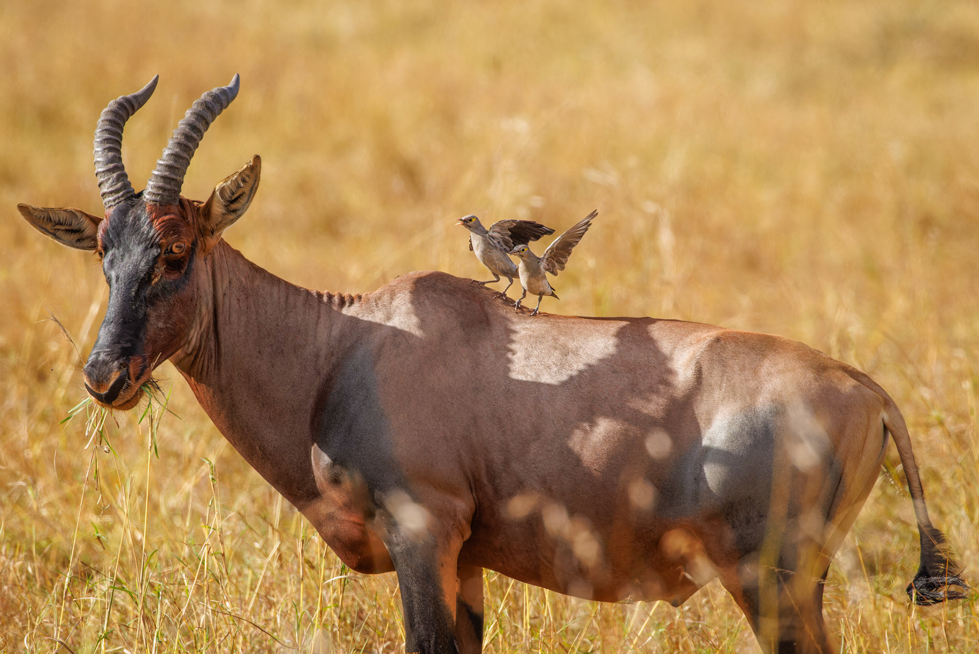 Wattled Starling on Topi