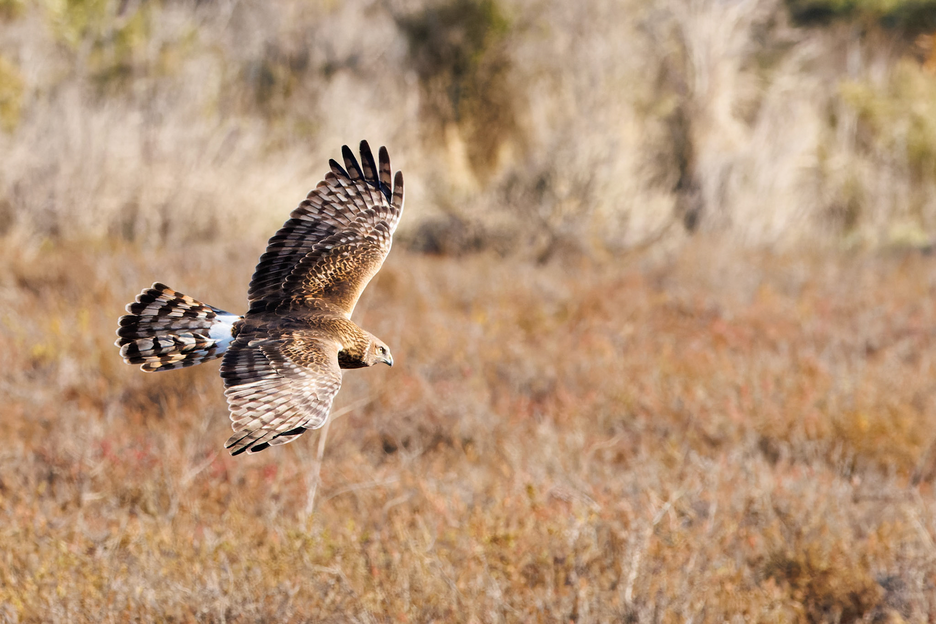 Northern Harrier - female