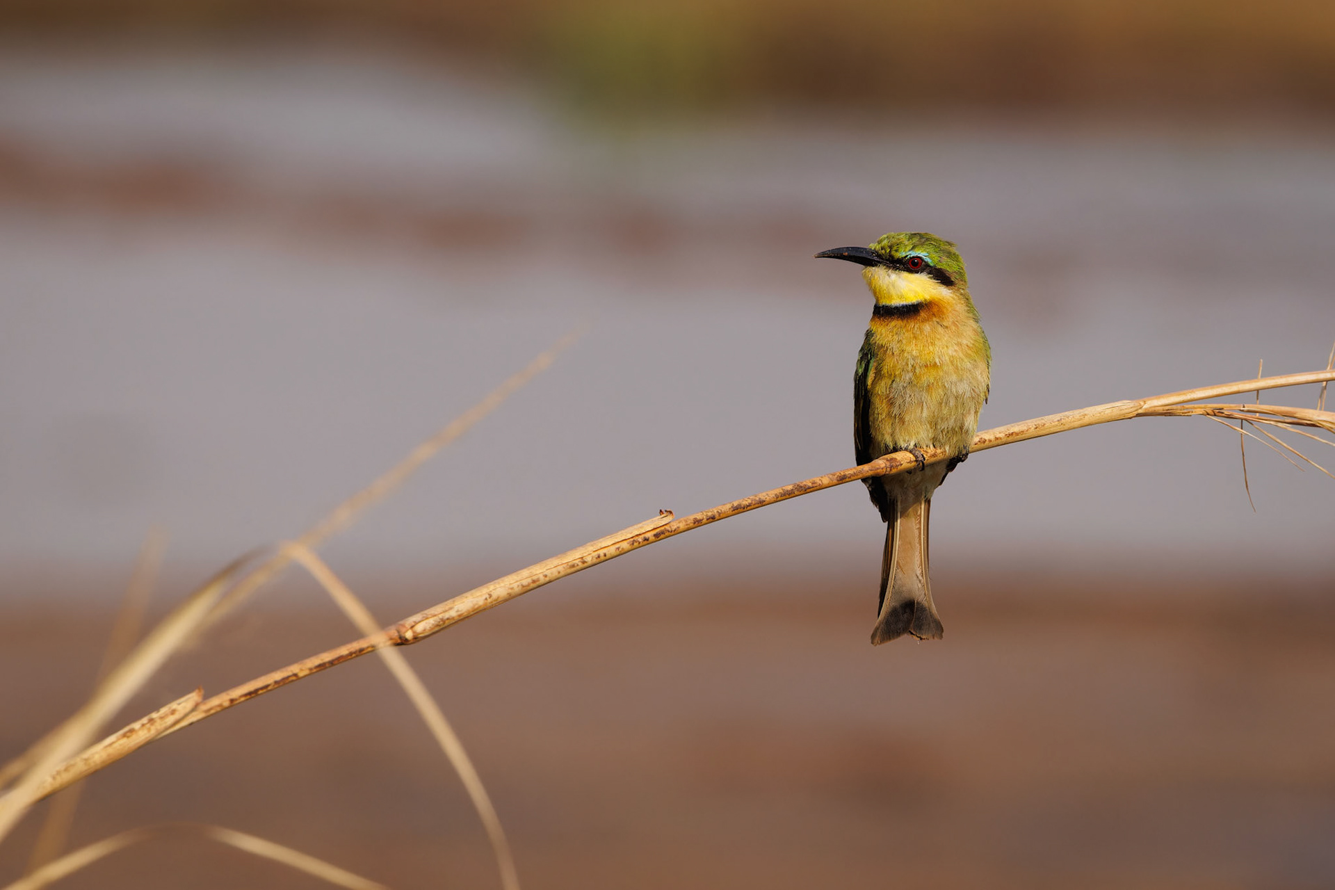 Little Bee-eater