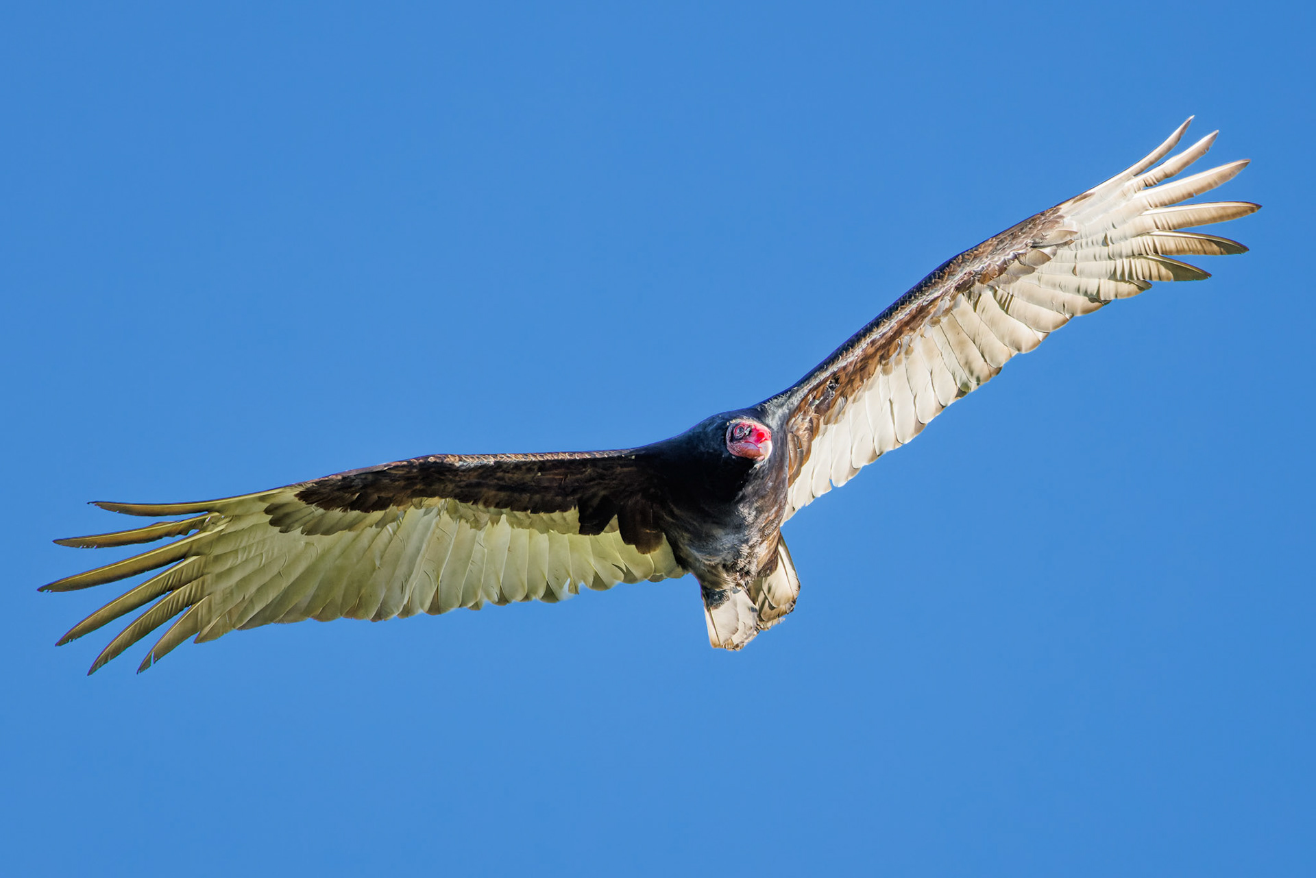 Turkey Vulture