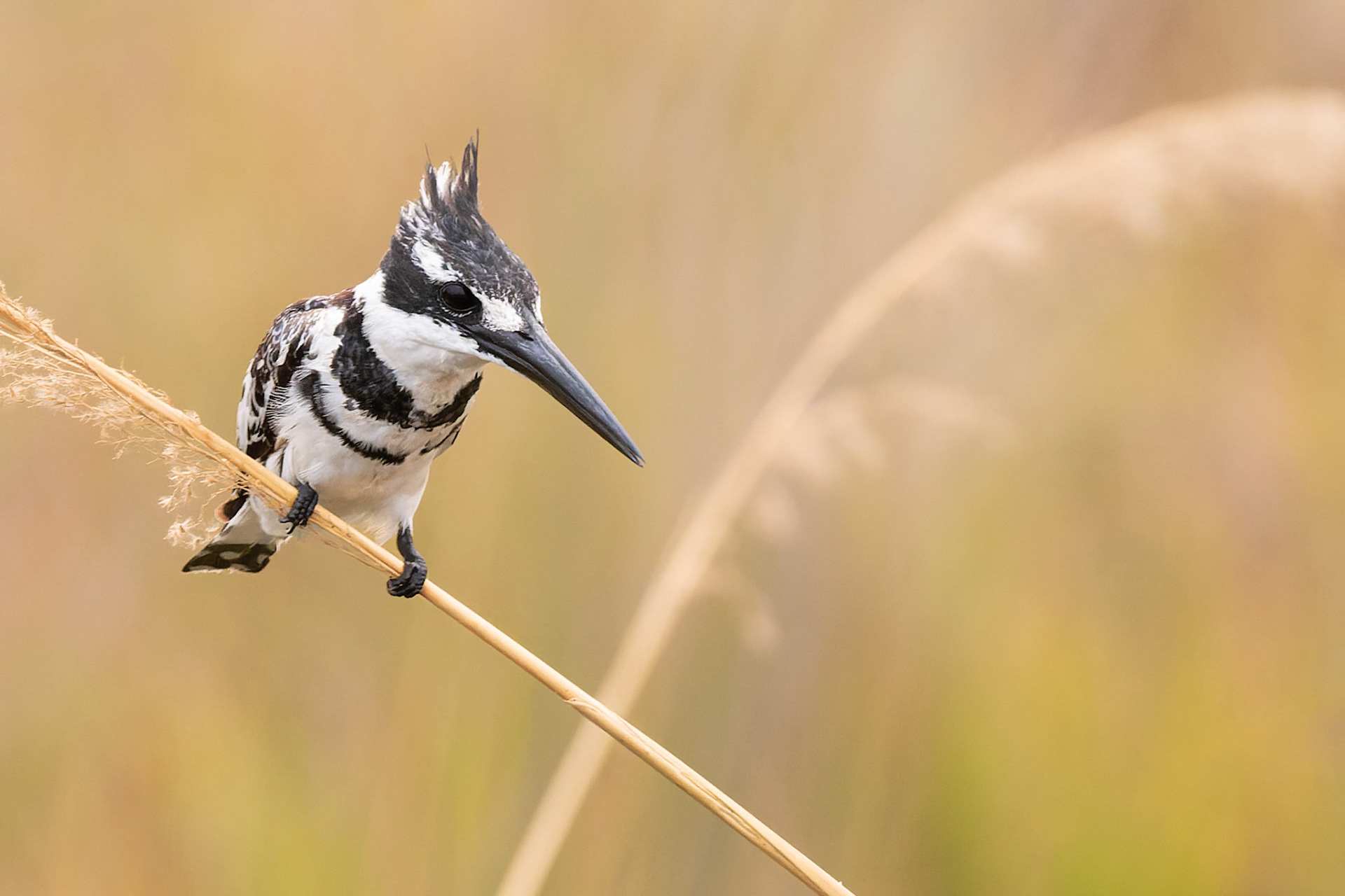 Pied Kingfisher