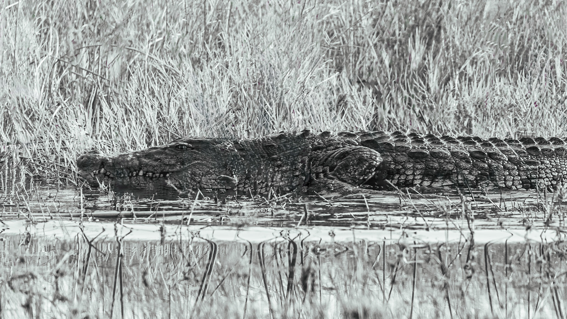 Nile Crocodile