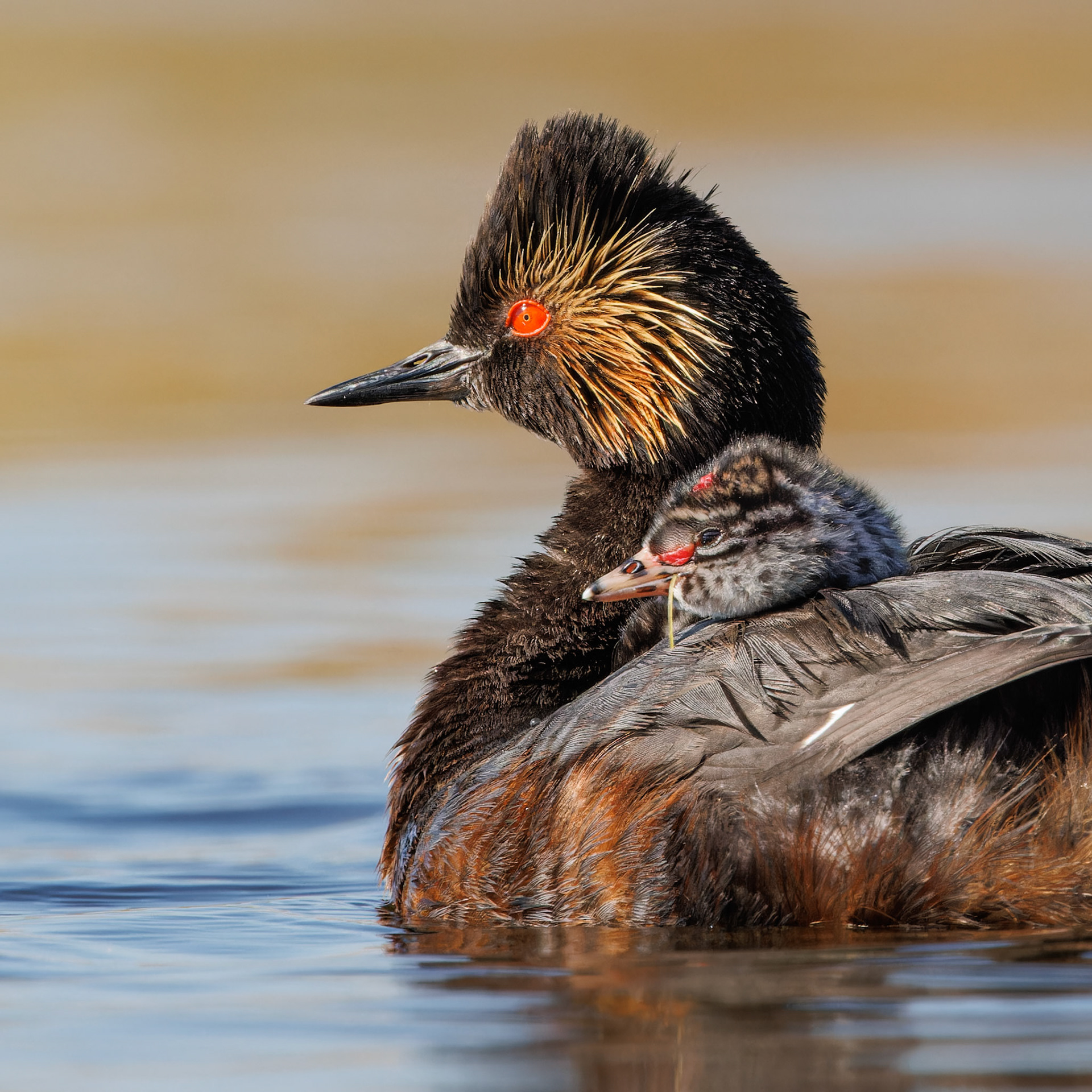 Eared Grebe with baby