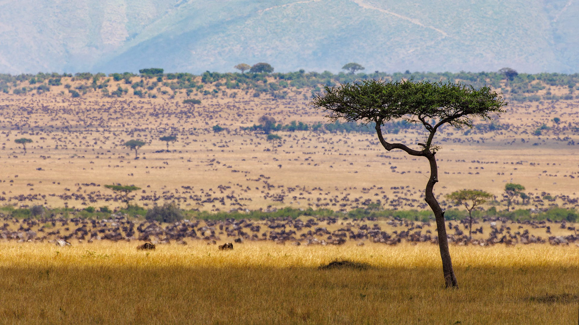 Wildebeest dotting the plains