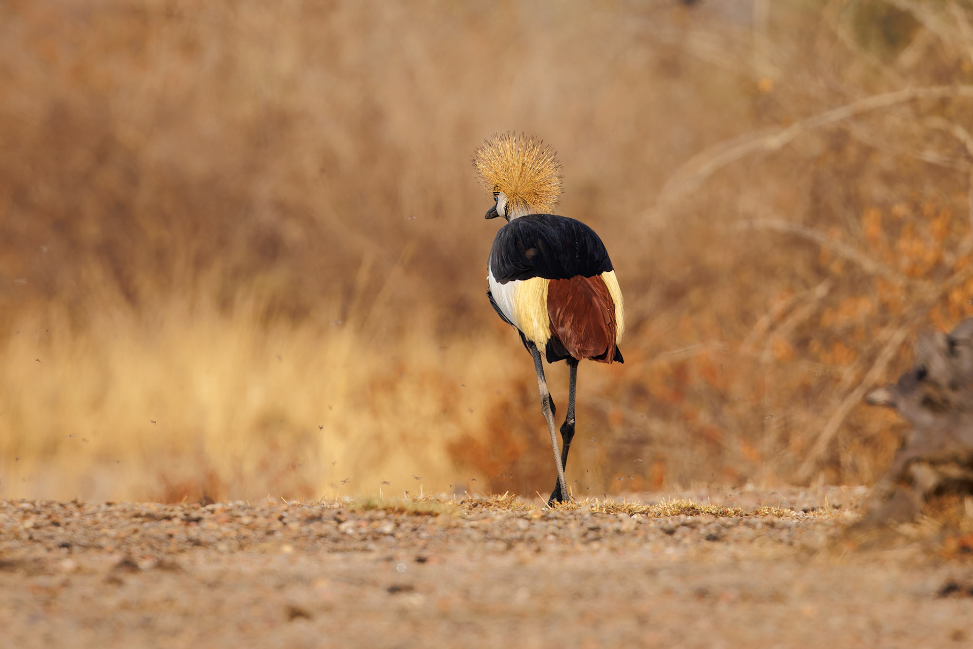 Grey Crowned Crane