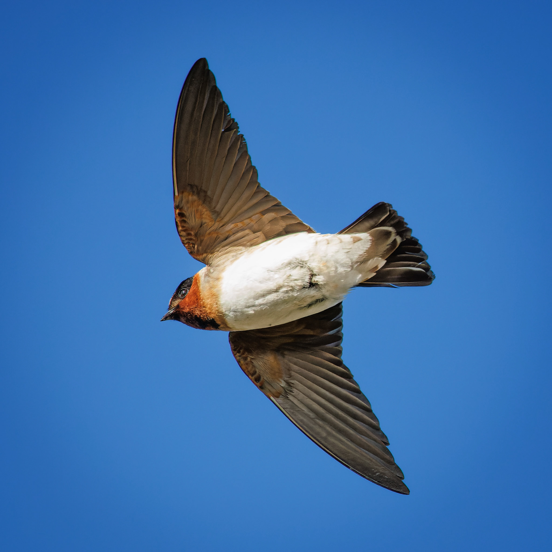 Cliff Swallow