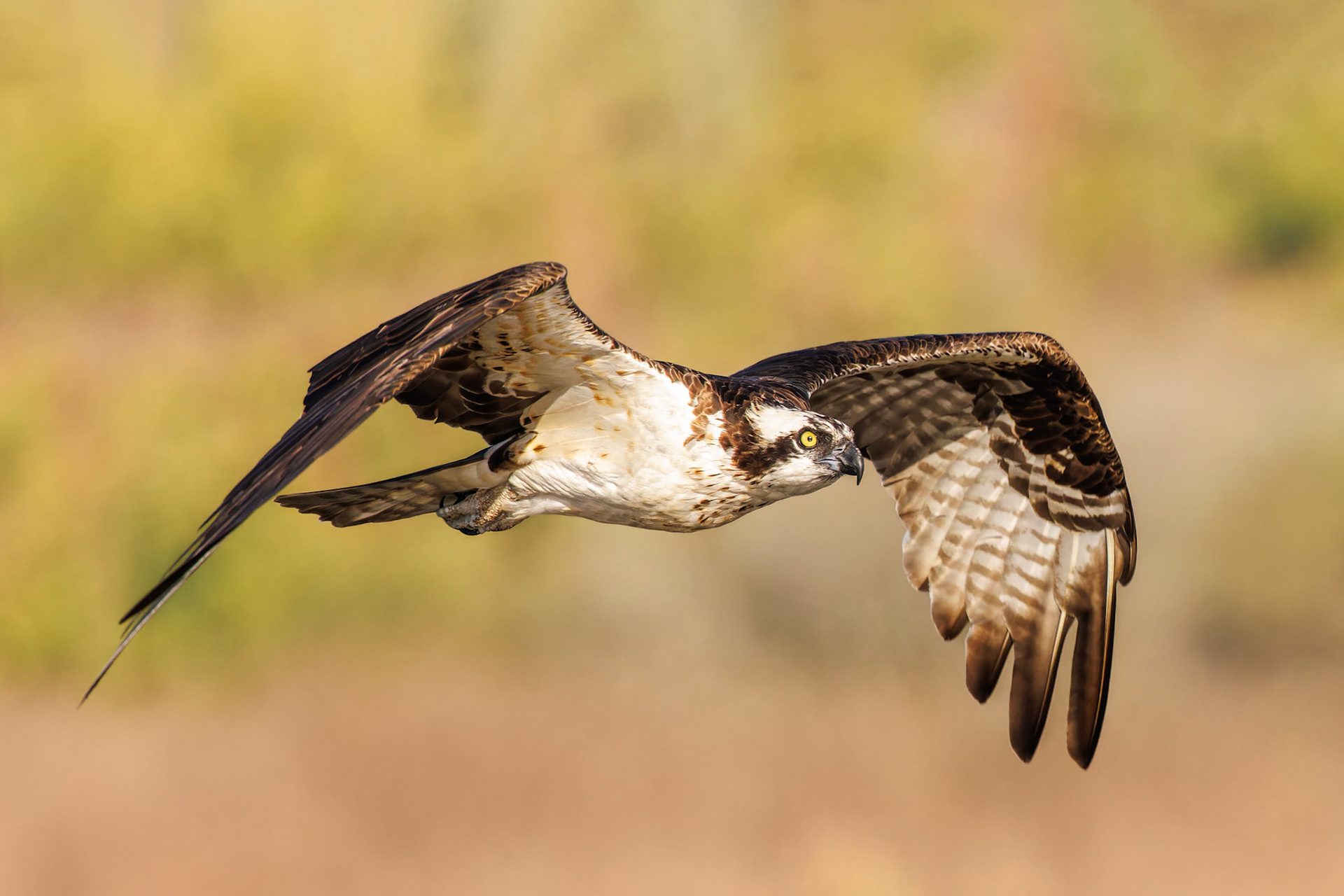 Osprey - female