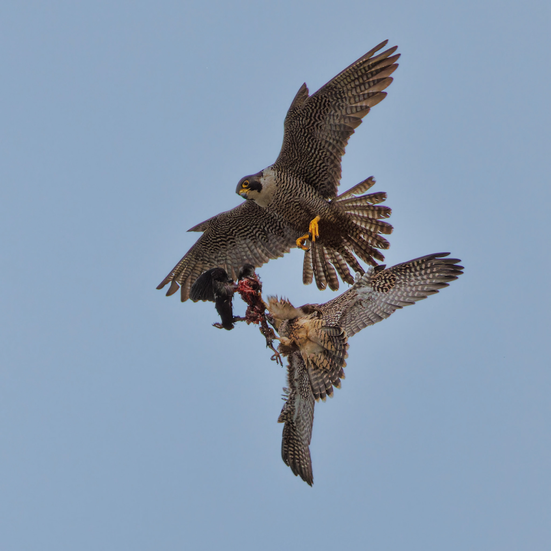 Peregrine Falcon food exchange