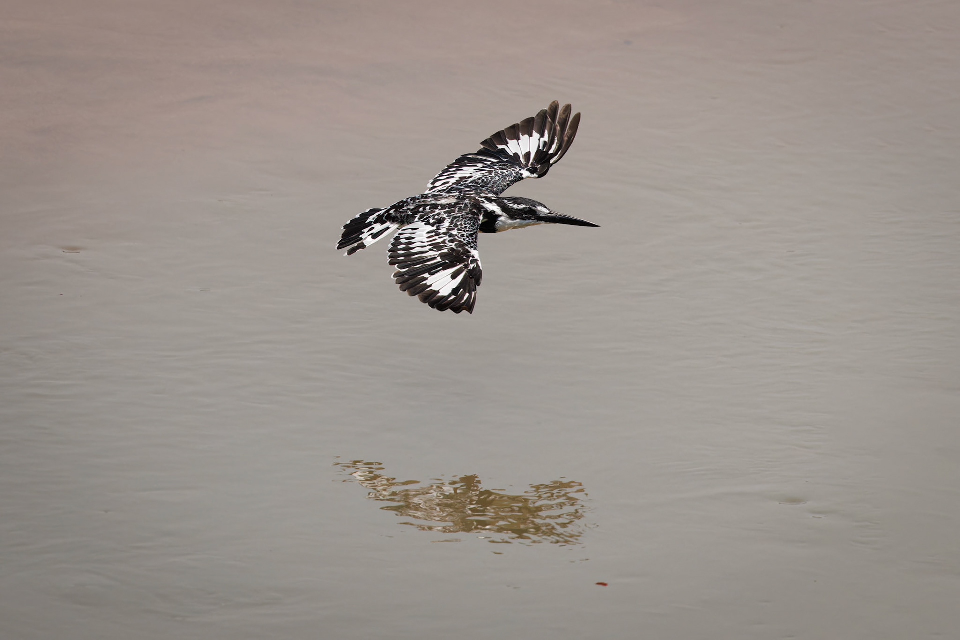 Pied Kingfisher