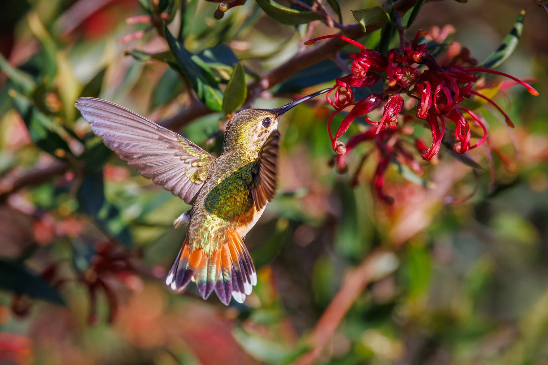 Allen’s Hummingbird - female