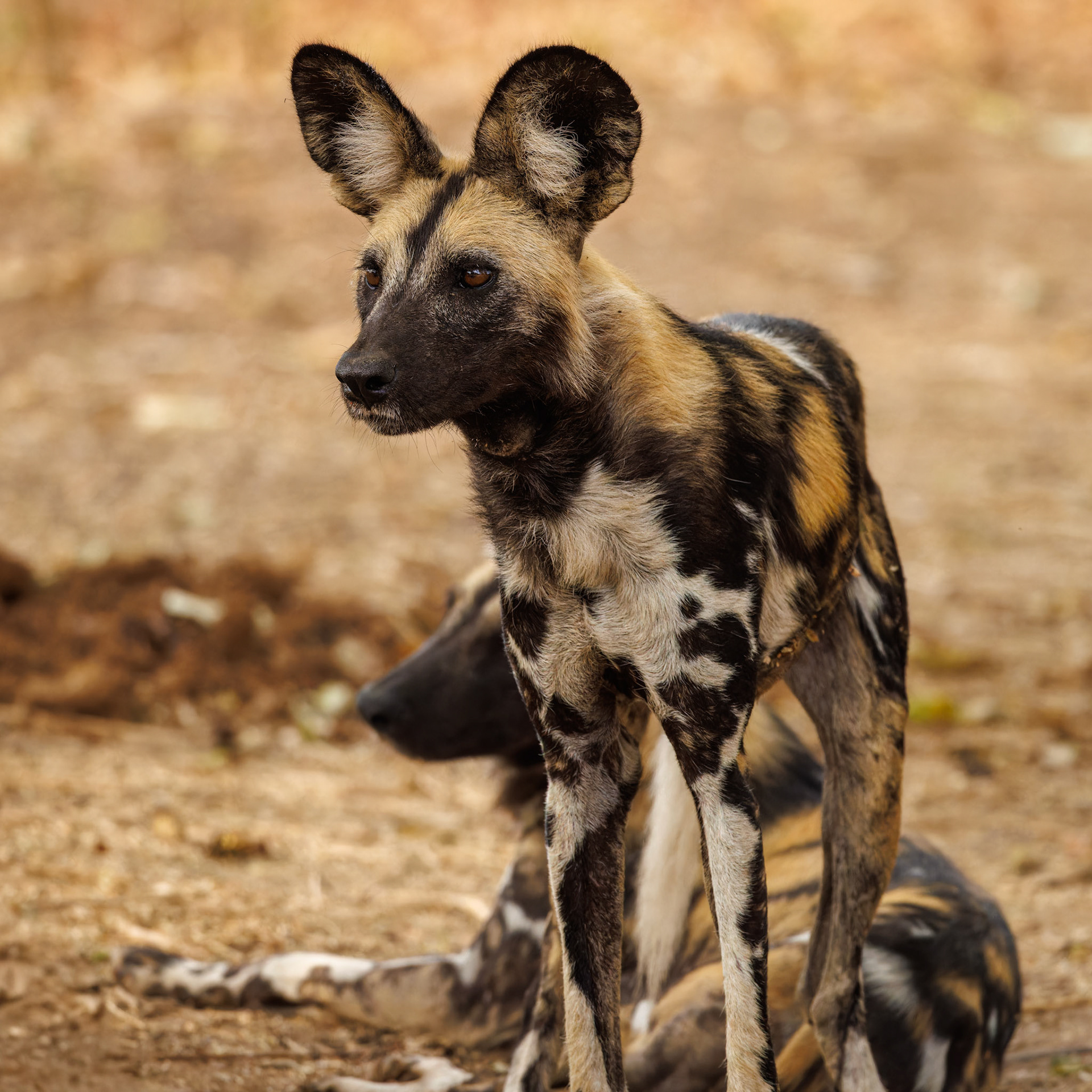 African Wild Dog