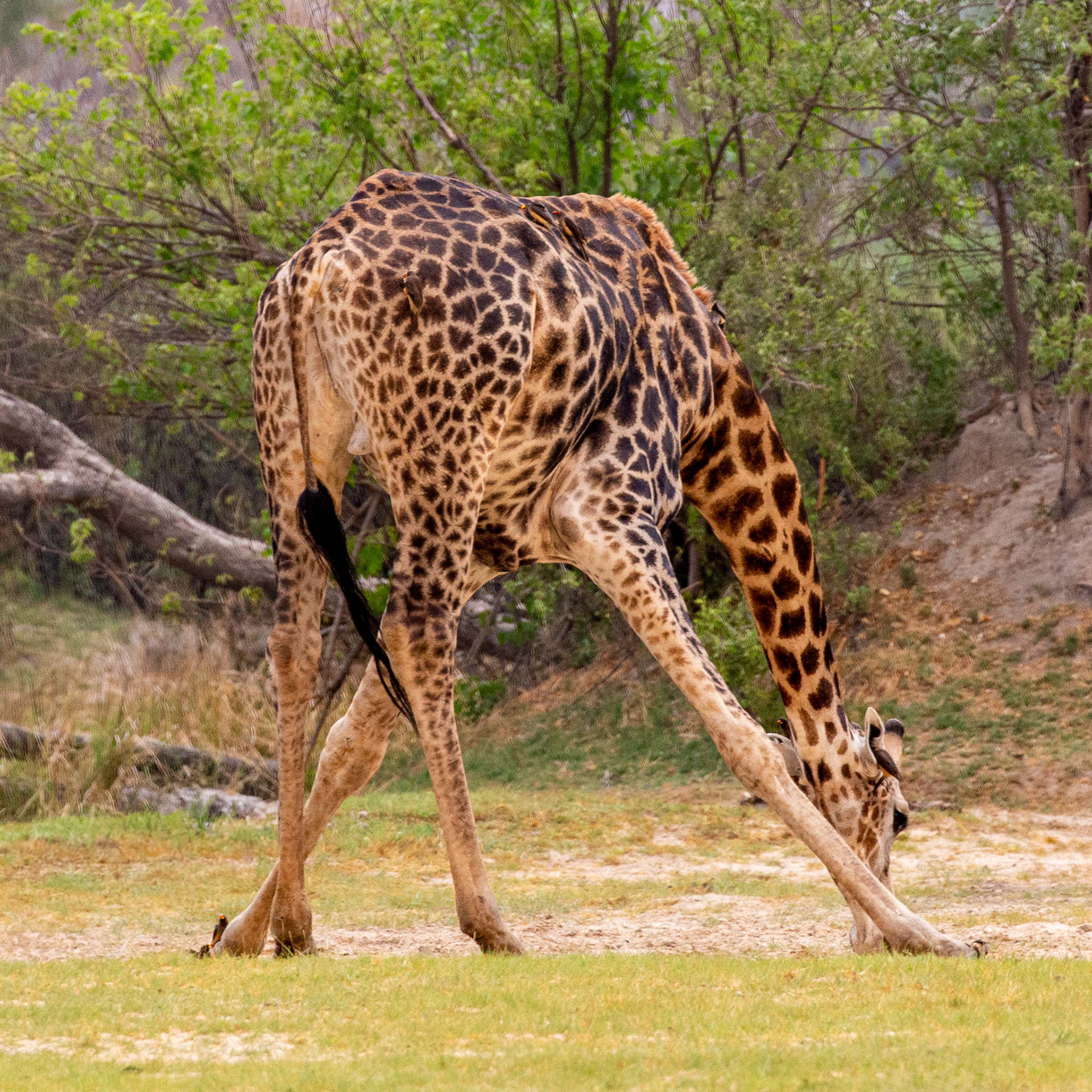 Economy must suck with those legs