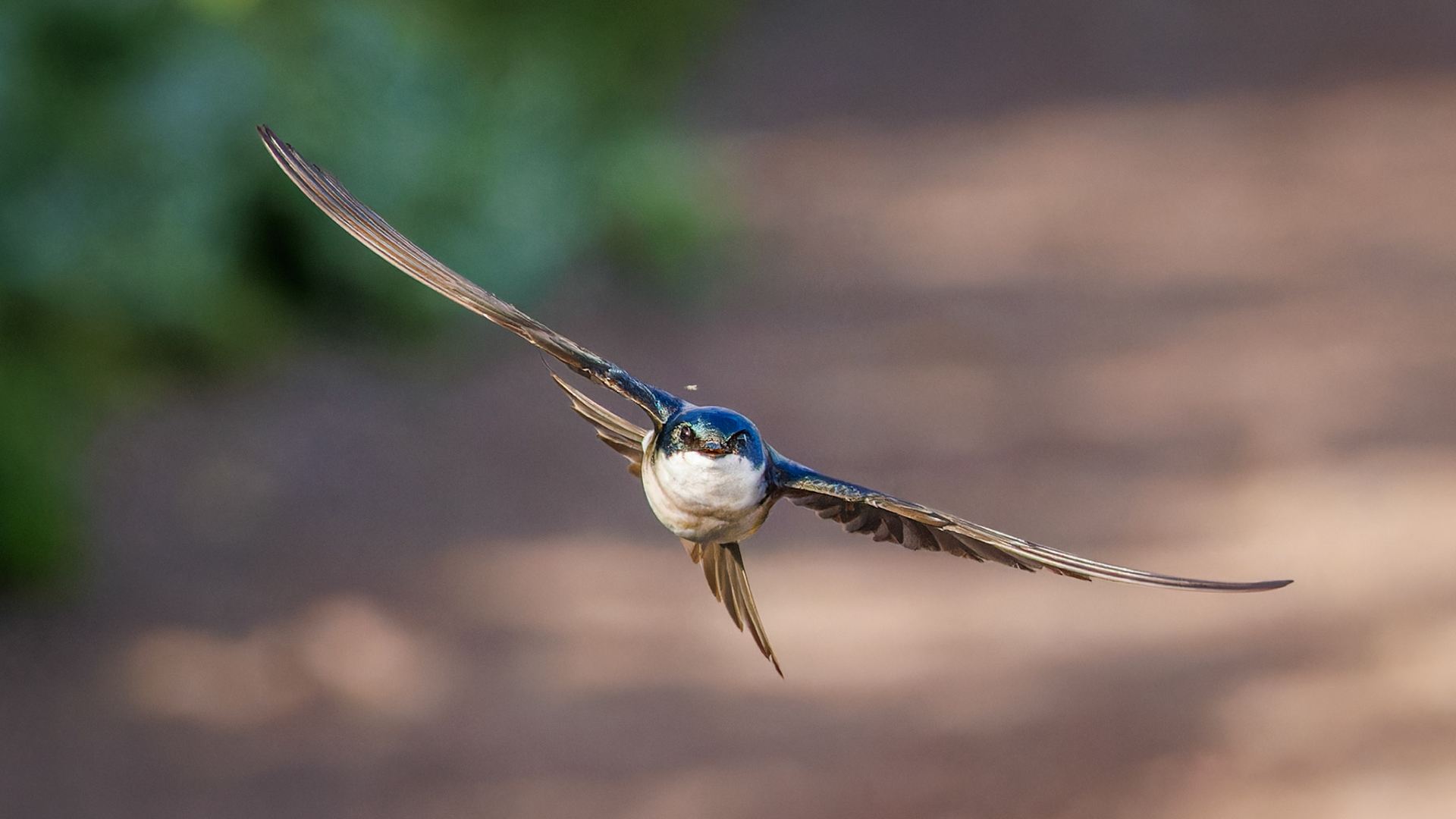 Tree Swallow on the hunt