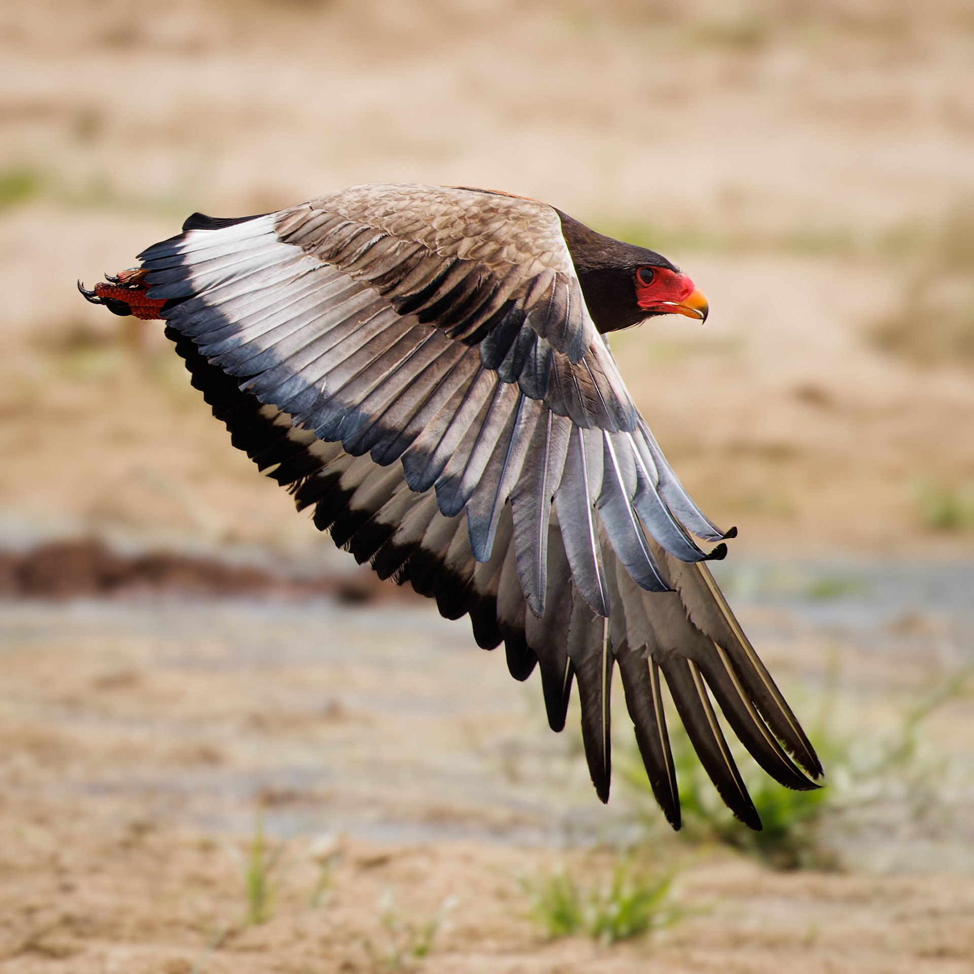 Bateleur Eagle