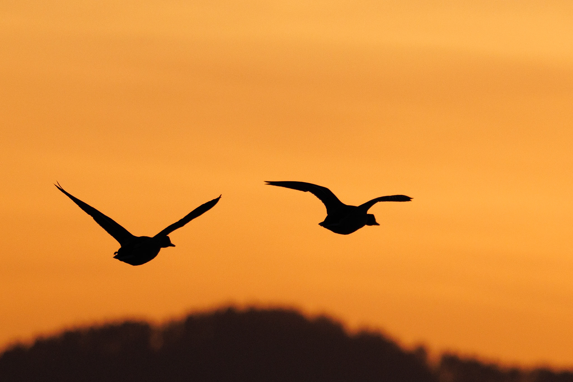 Ducks flying into the sunset