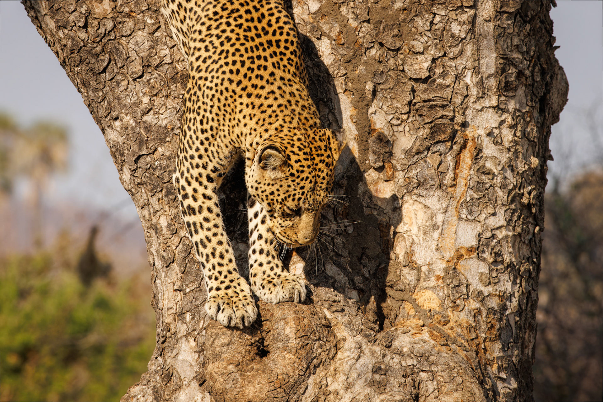 Leopard descending tree