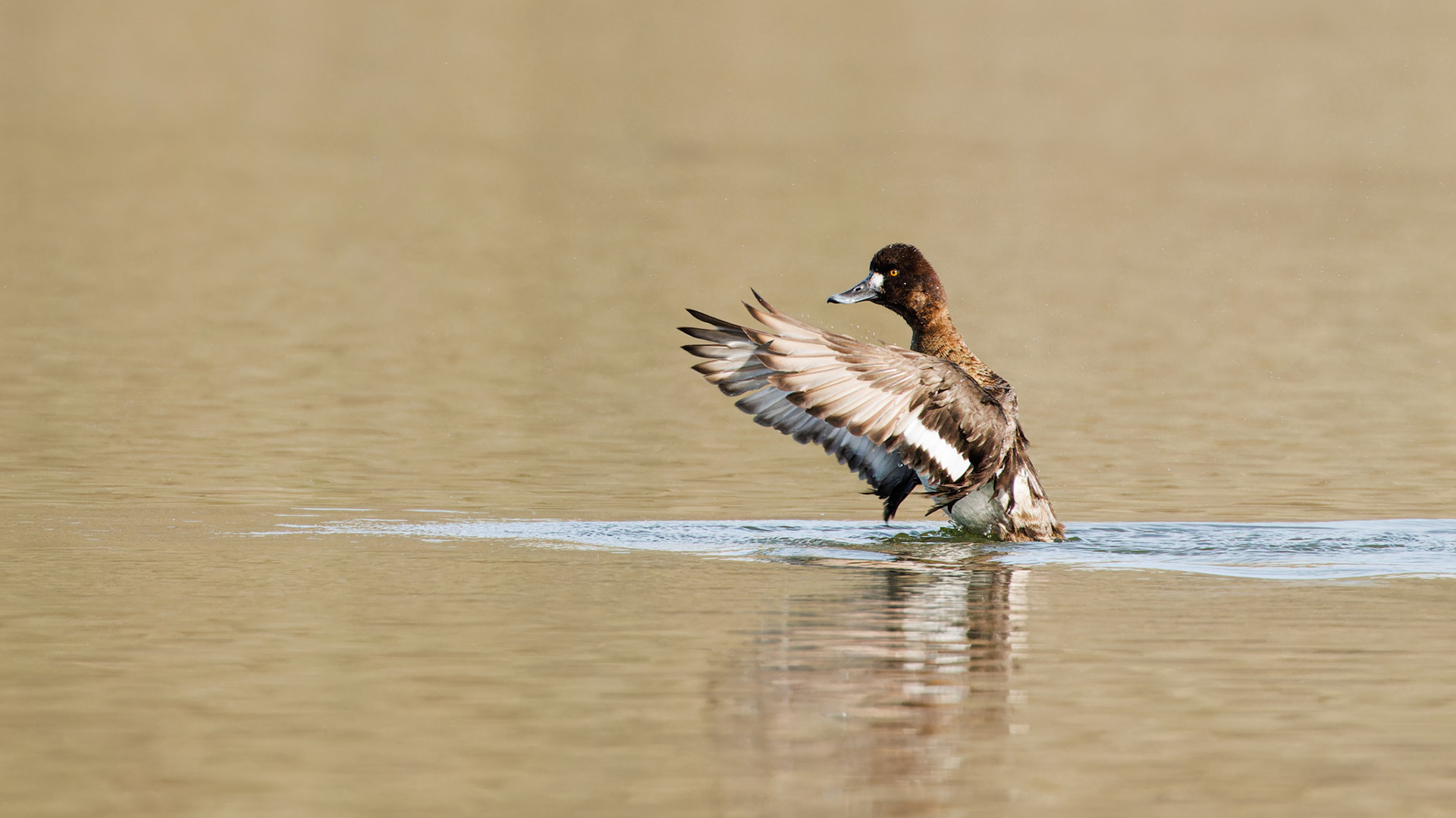 Lesser Scaup