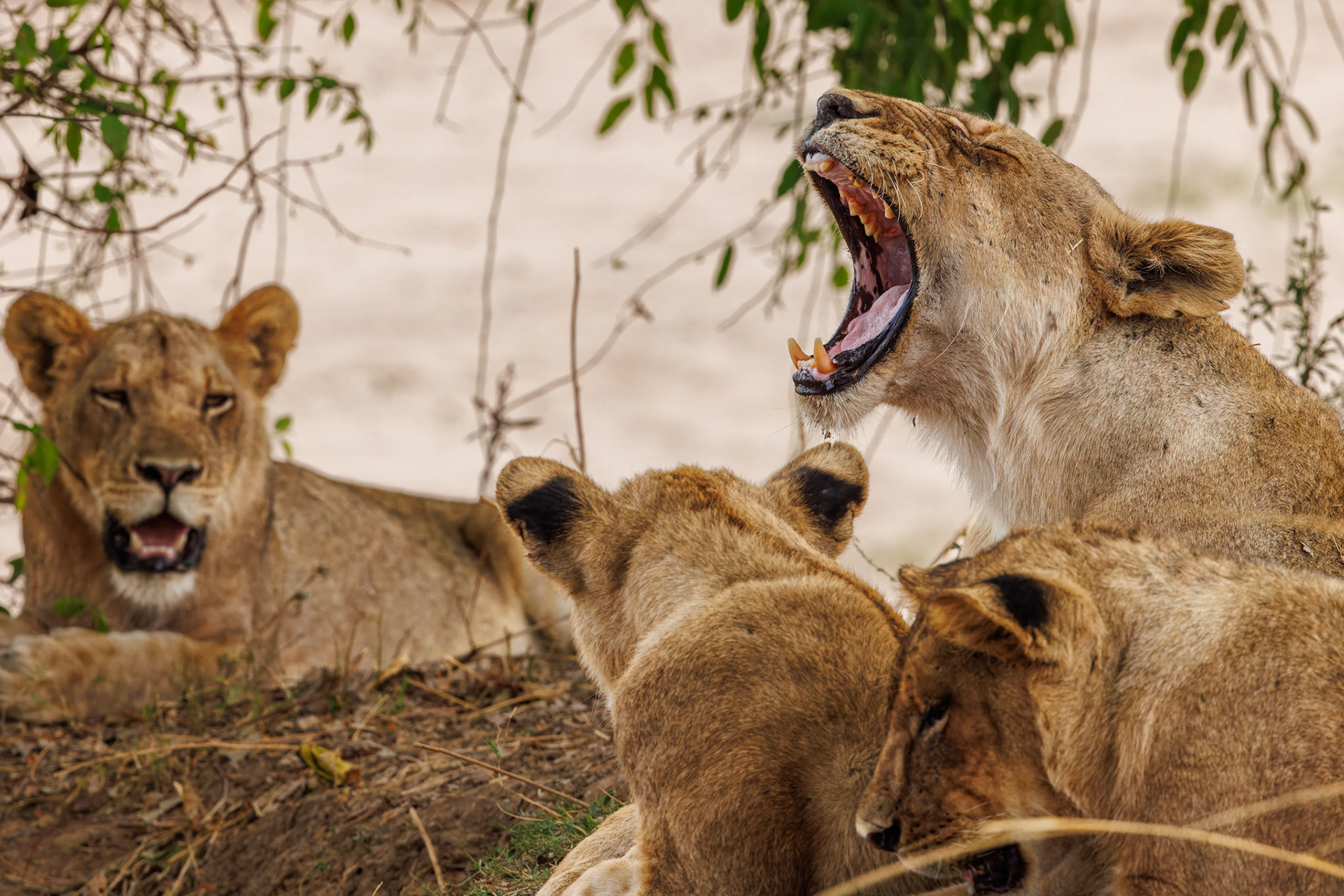 Lion yawning