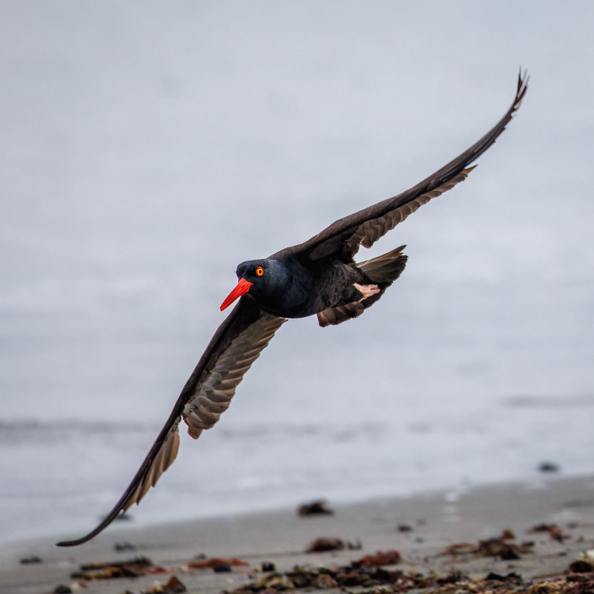 Black Oystercatcher