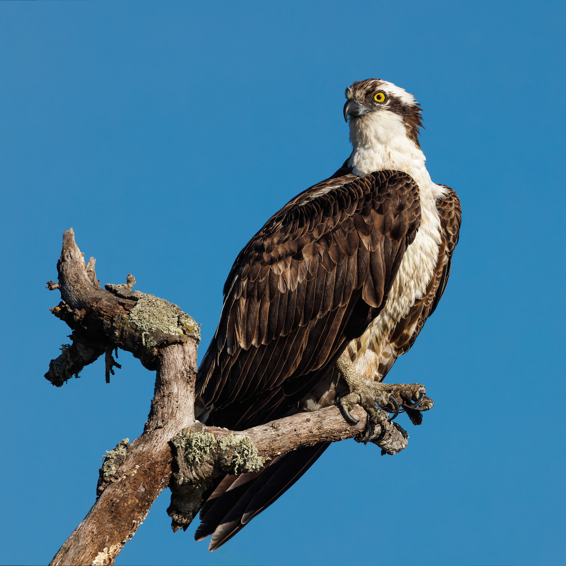 Osprey portrait