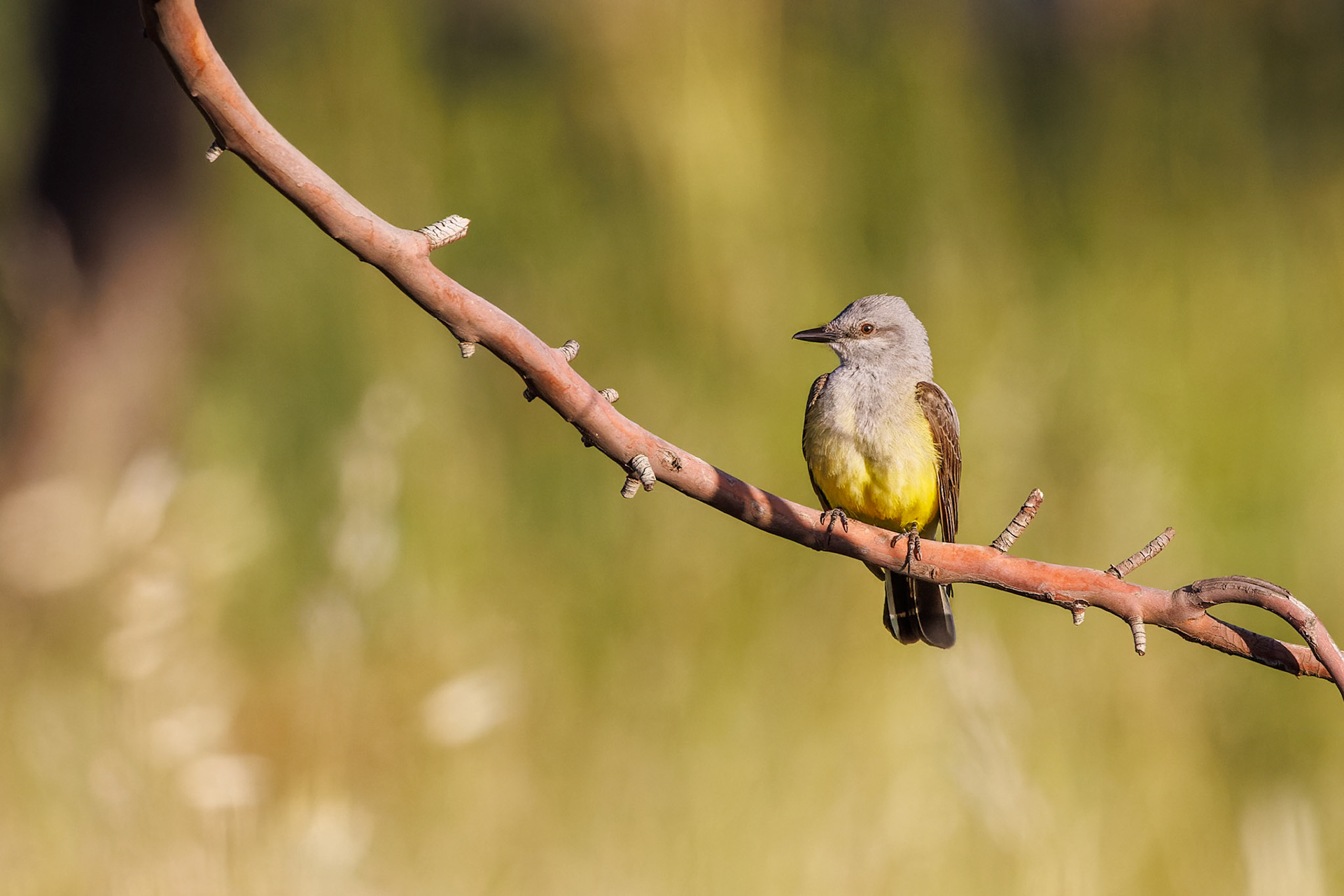 Western Kingbird