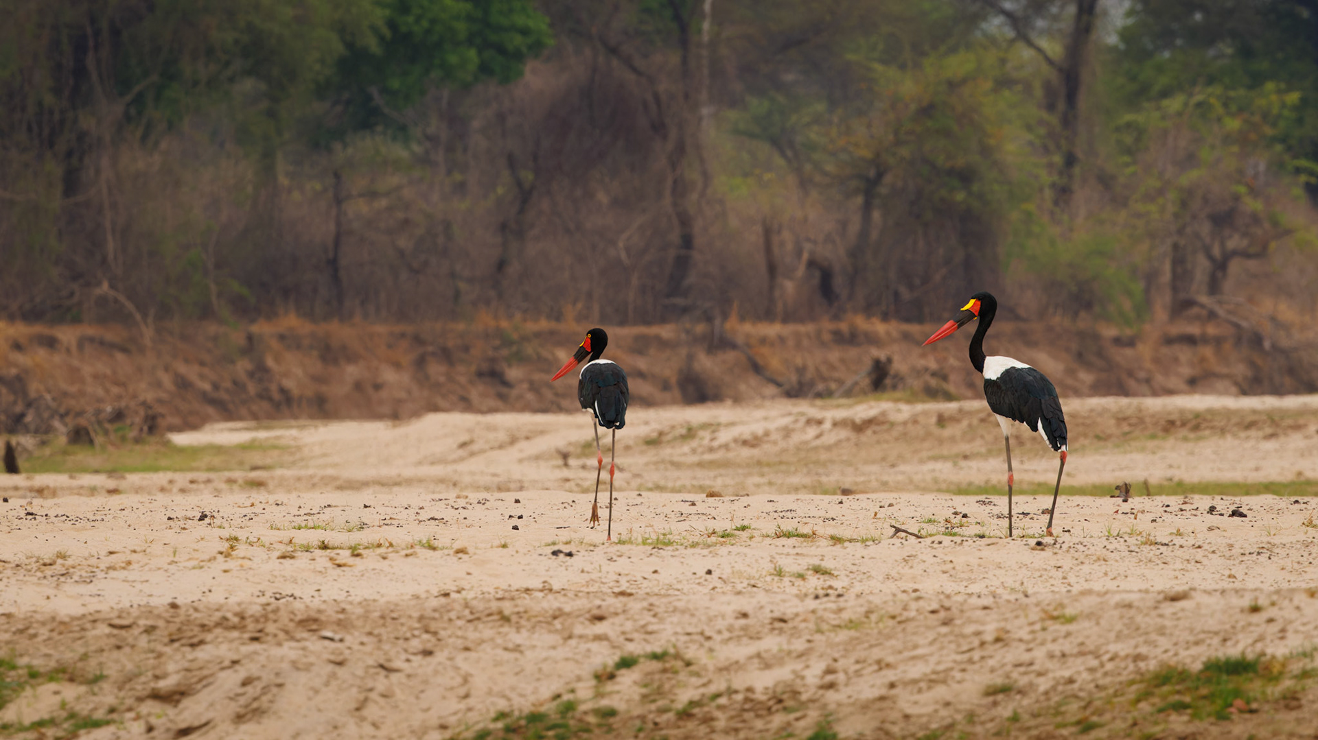 Saddle-billed Stork pair