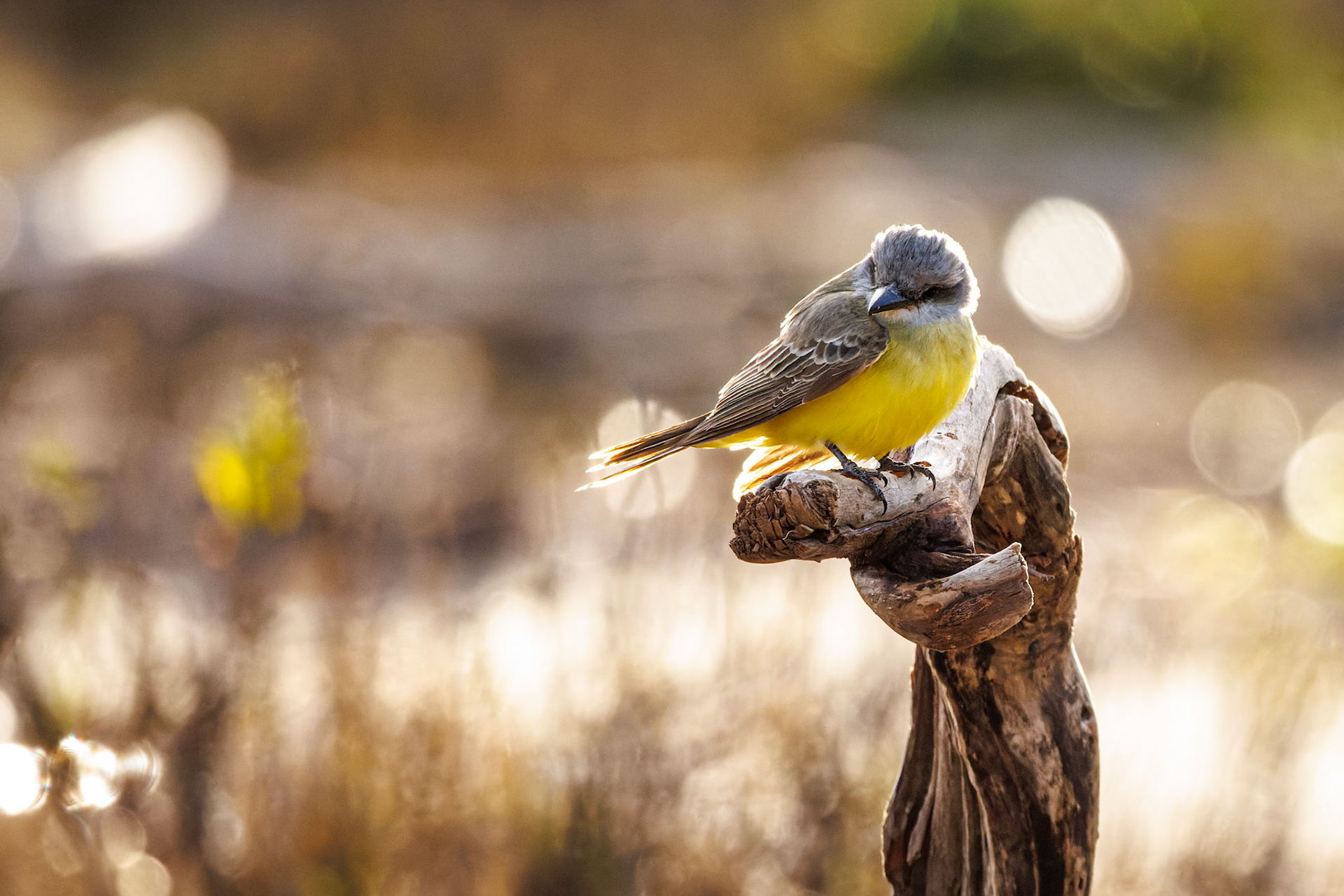 Tropical Kingbird