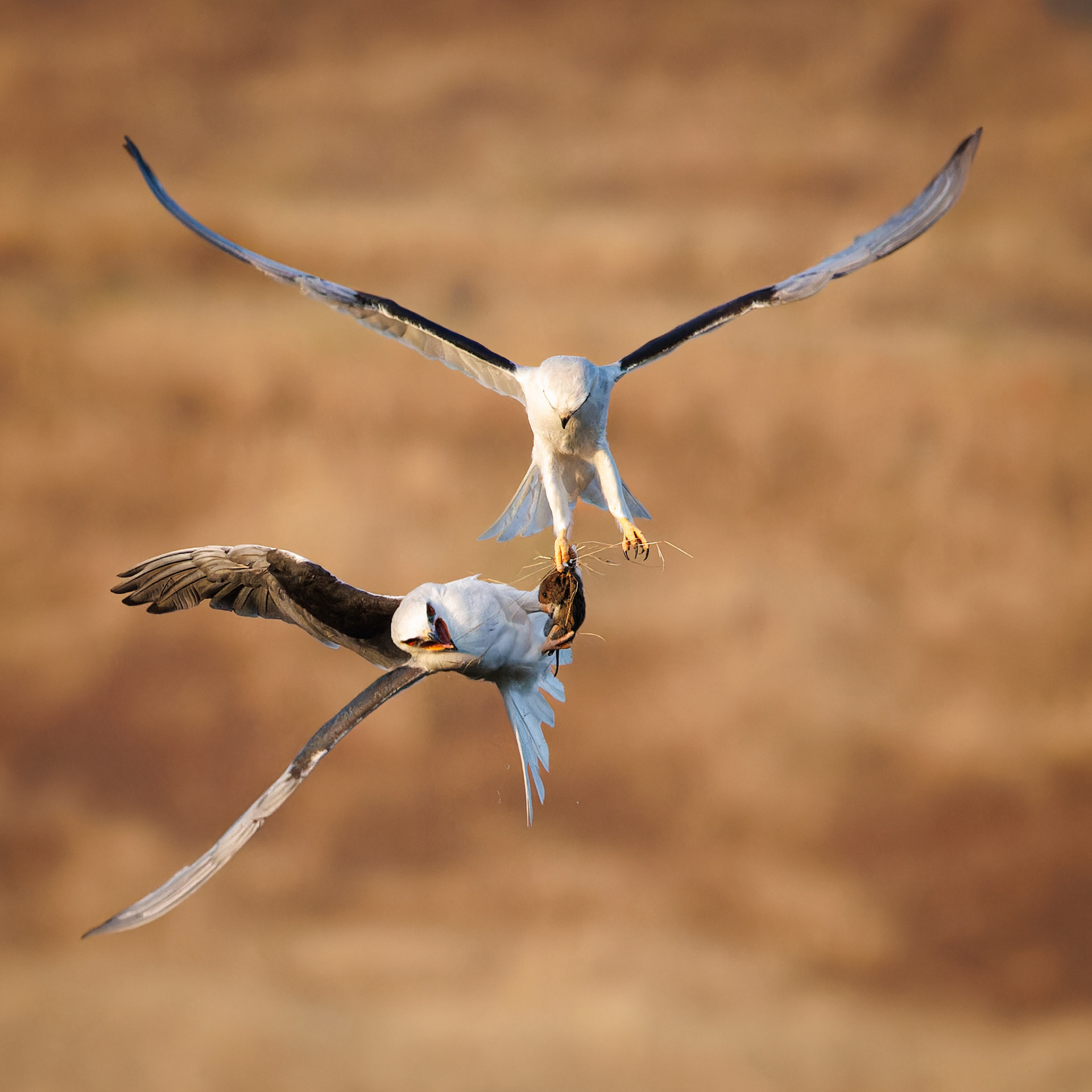 White-tailed Kites exchanging food