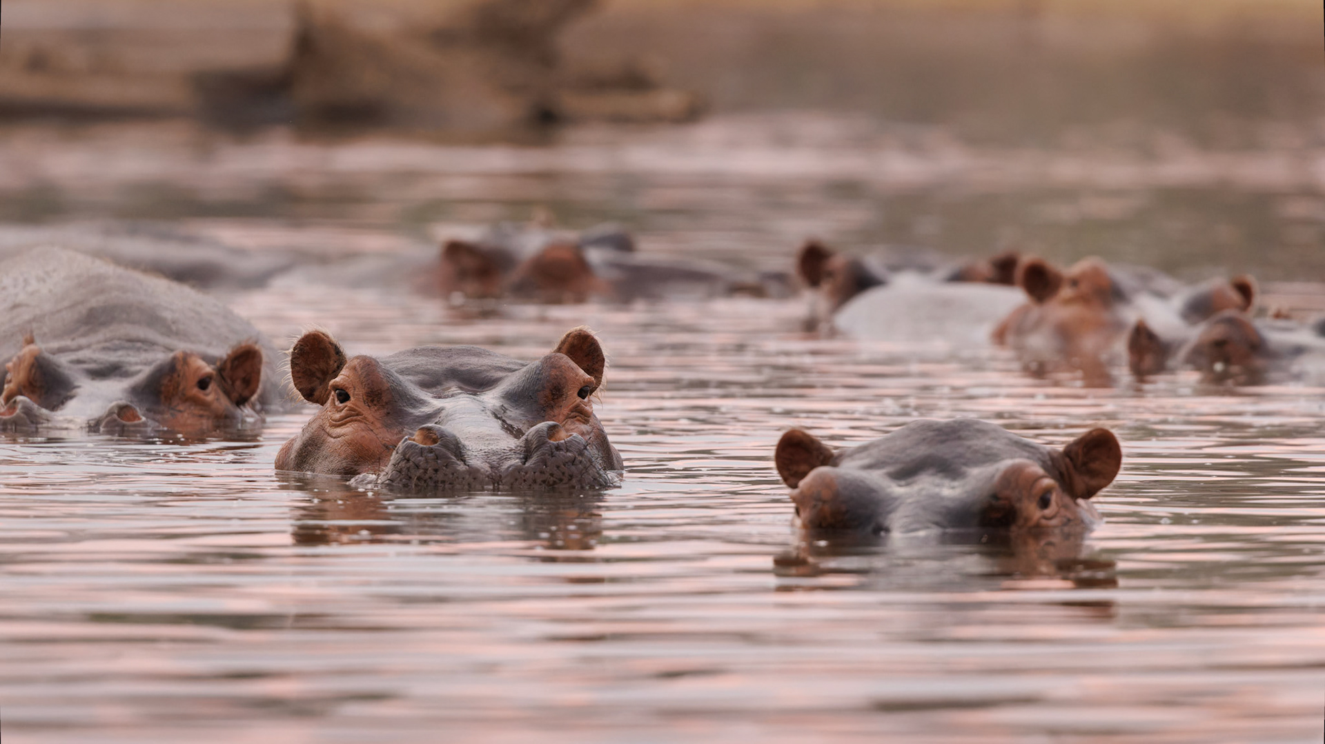 Hippos in Luangwa river