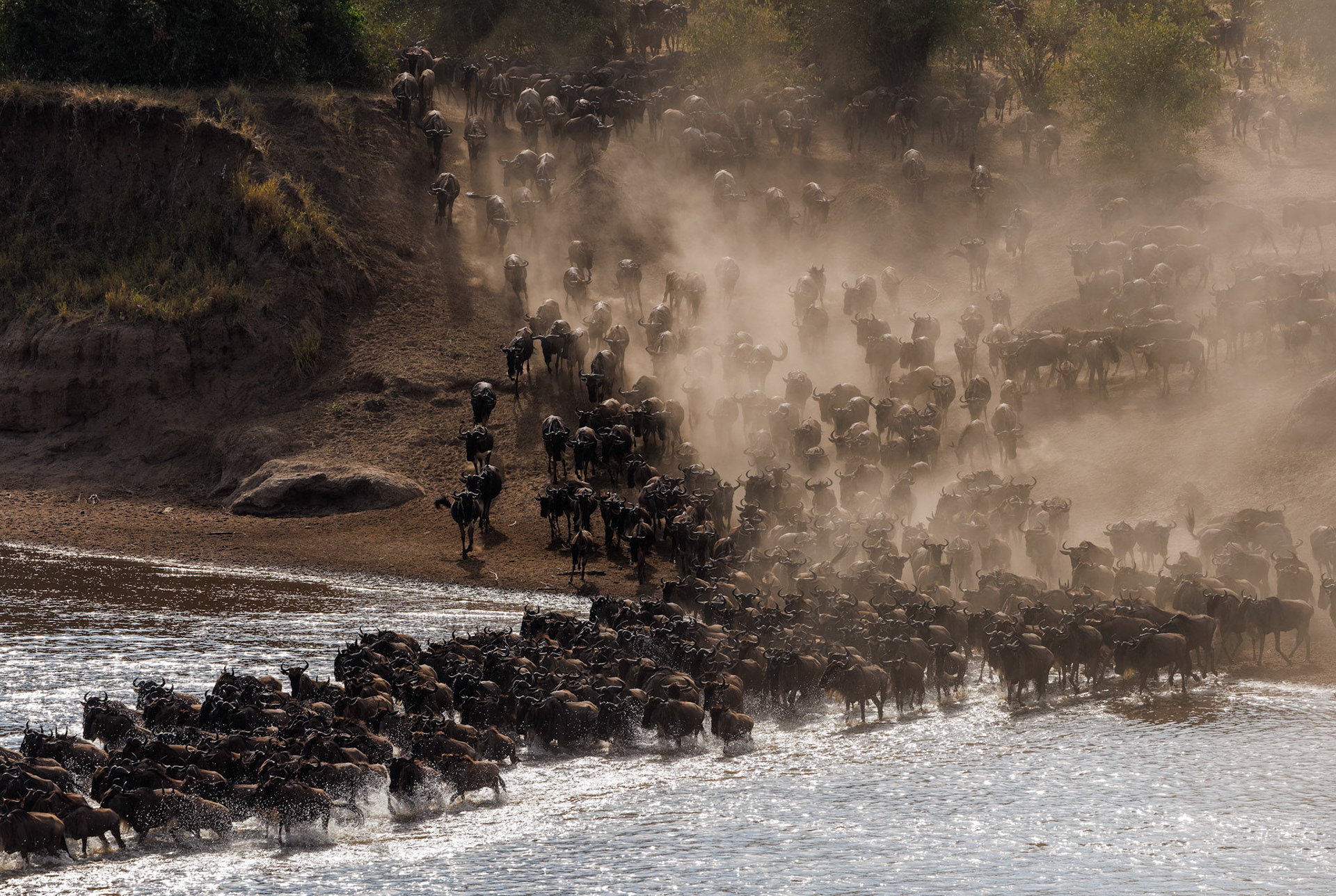 Wildebeest river crossing Sept 5