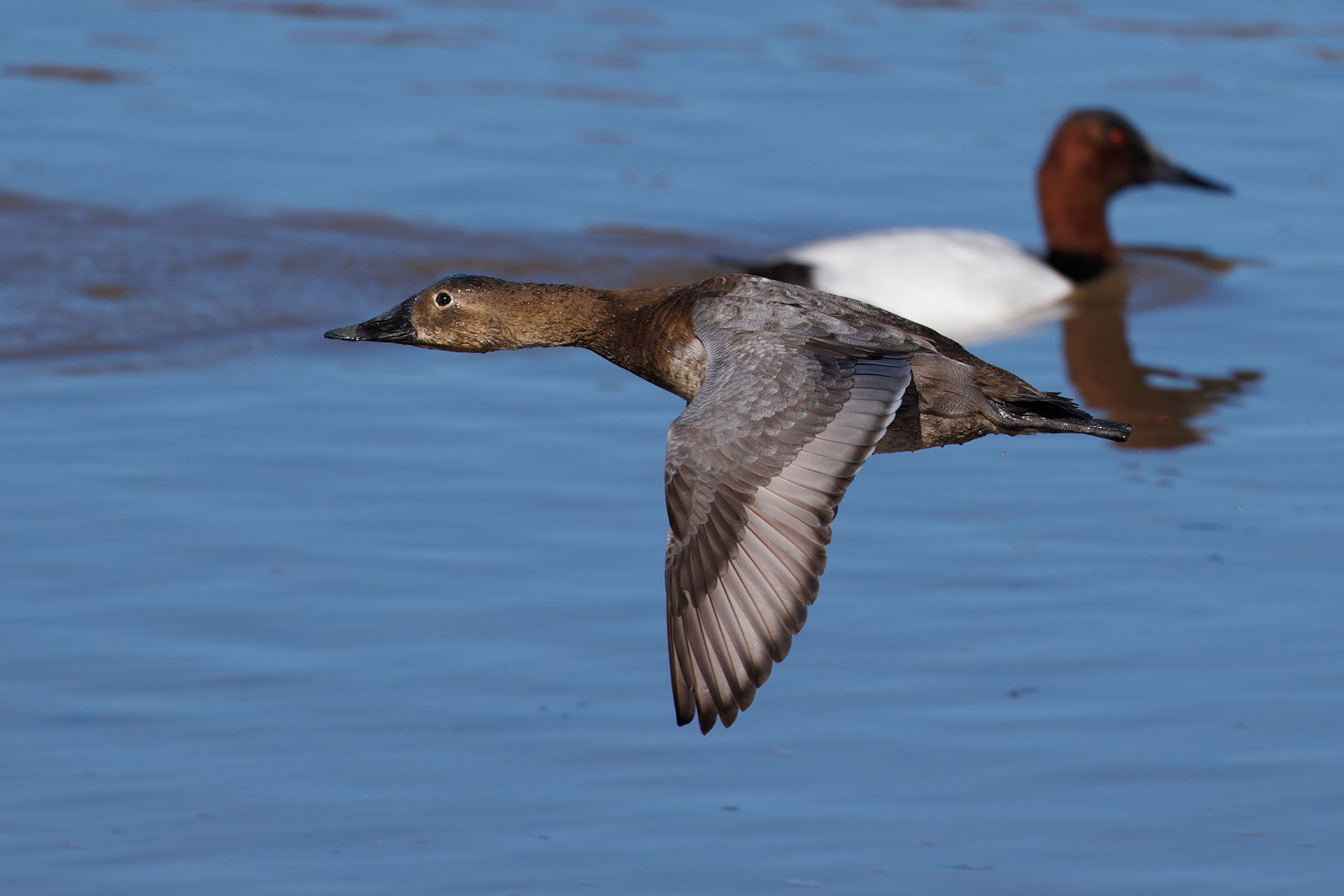 Canvasback