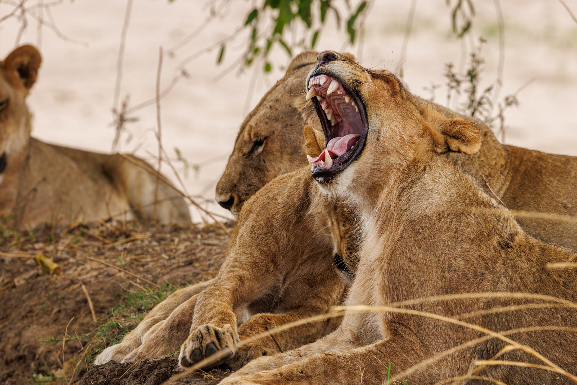 Lion cub yawning