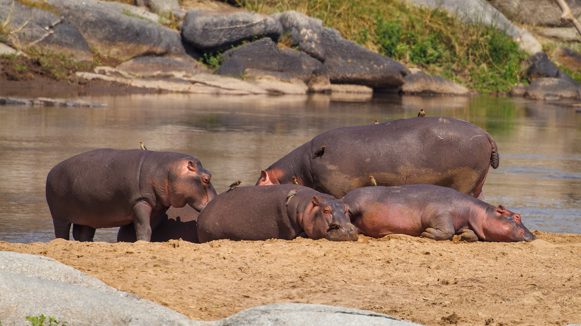 Hippos lazing by the river