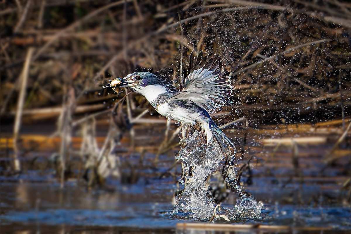 Belted Kingfisher with catch