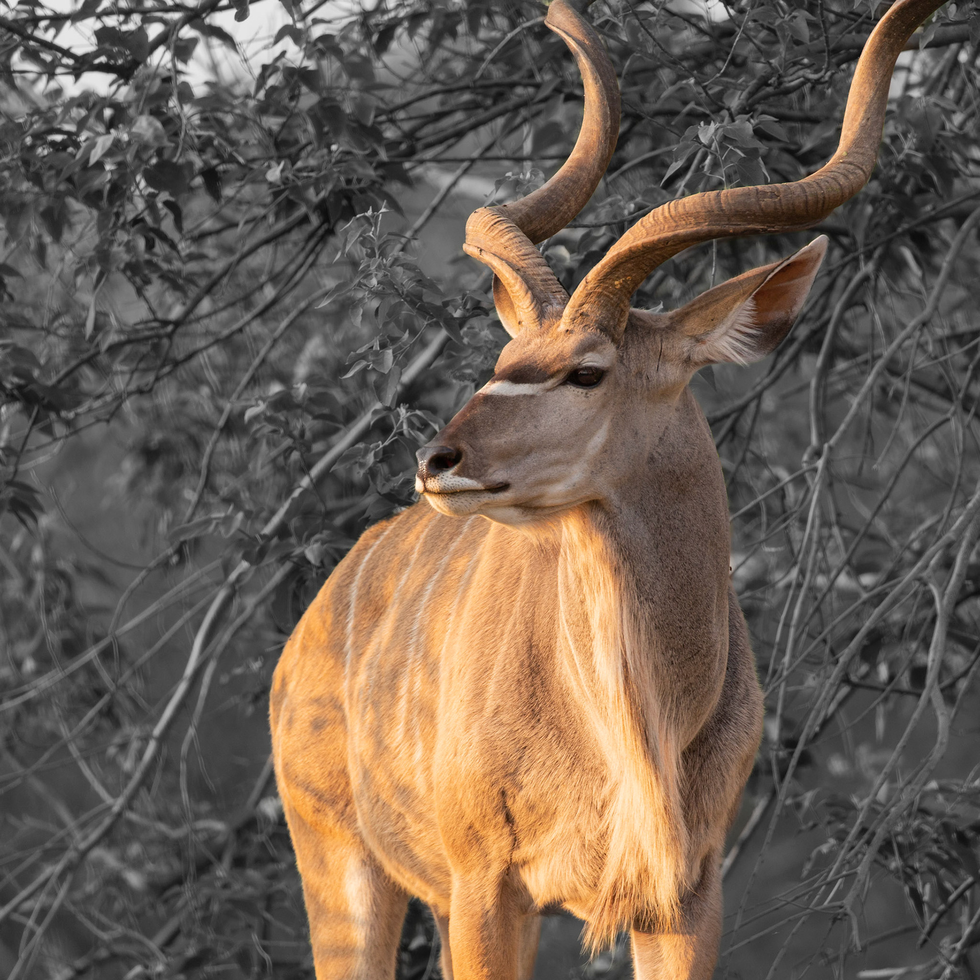 Kudu in golden light