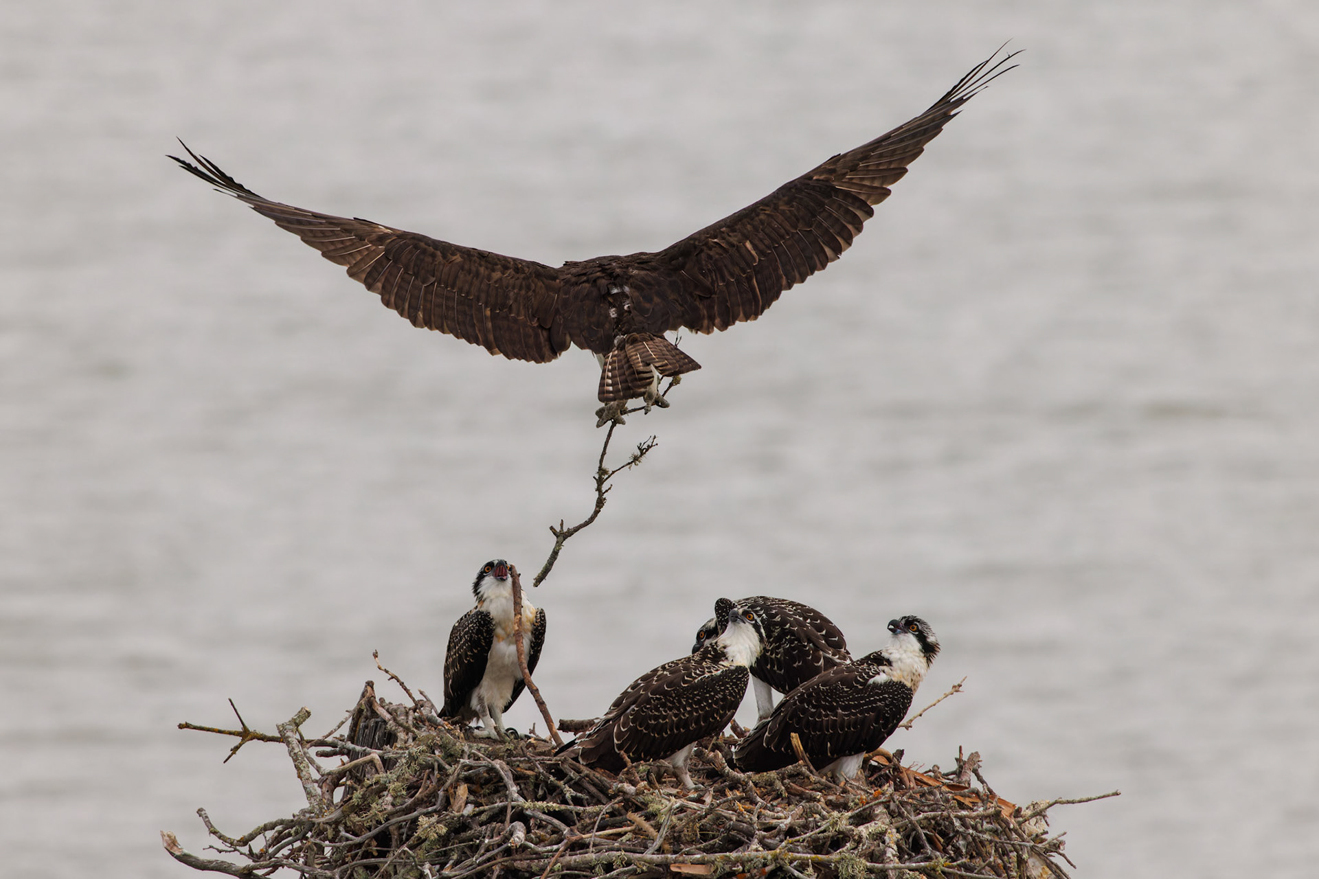 Osprey mom with nesting material