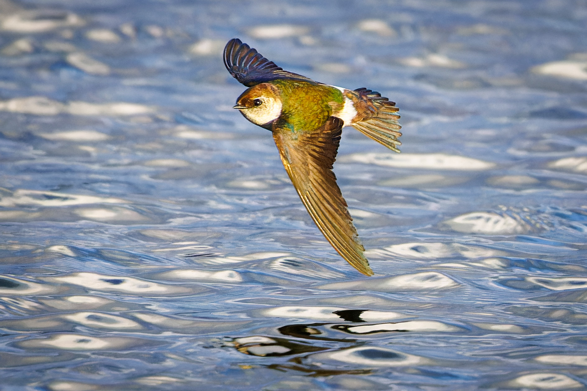 Violet-green Swallow