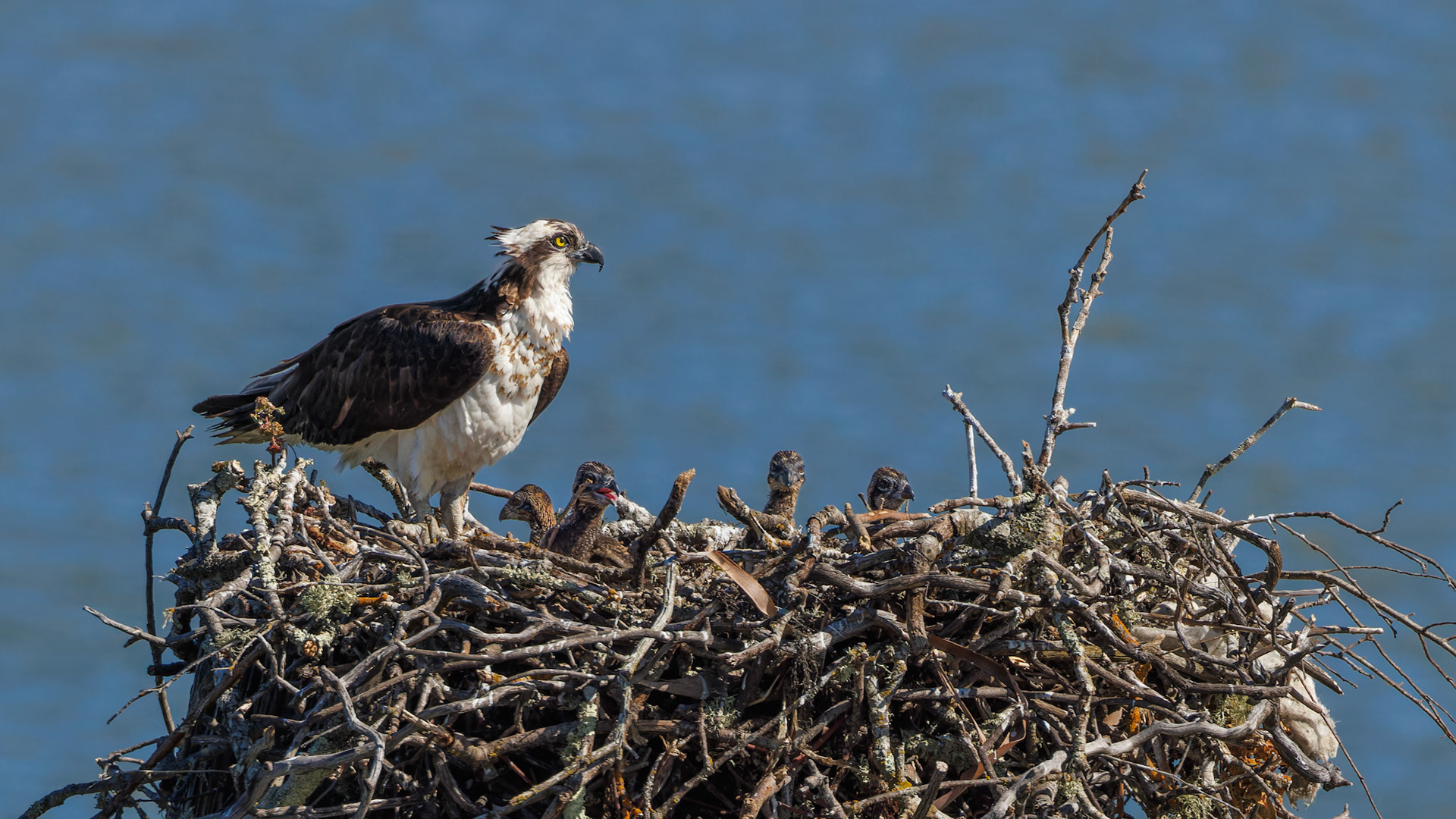 Osprey mom with 2 week old chicks