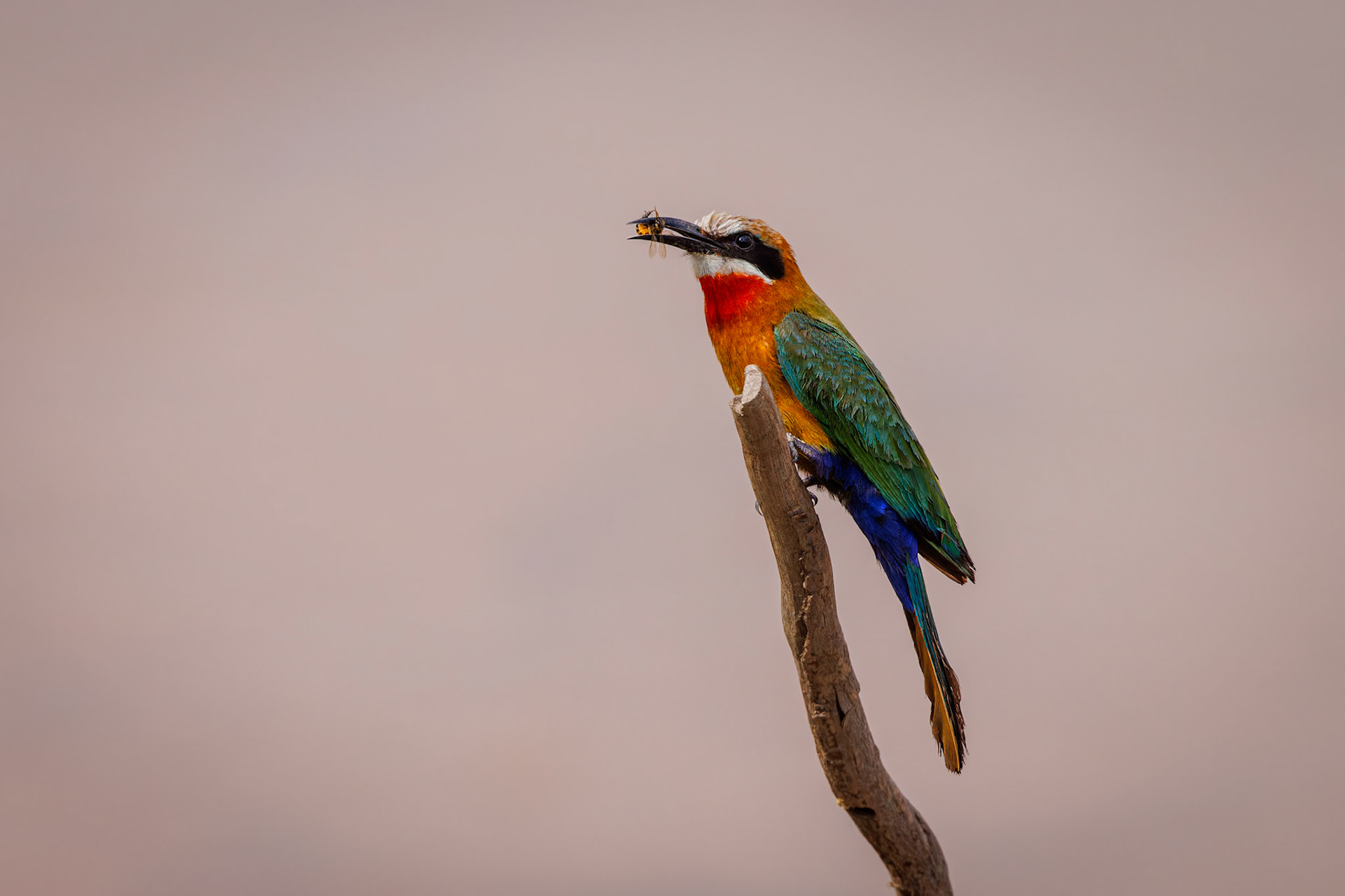 White-fronted Bee-eater with food
